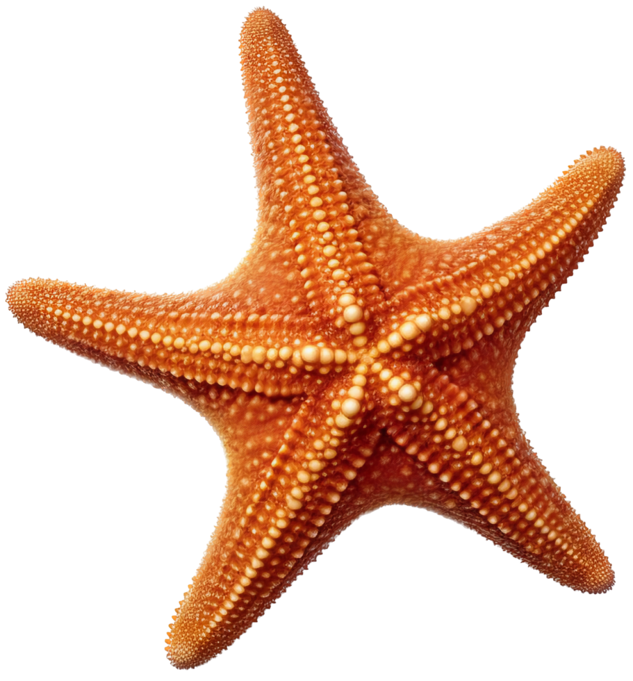 Starfish with . png
