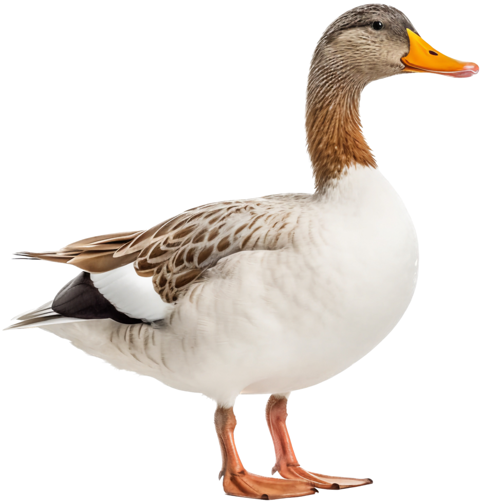 Duck with . png