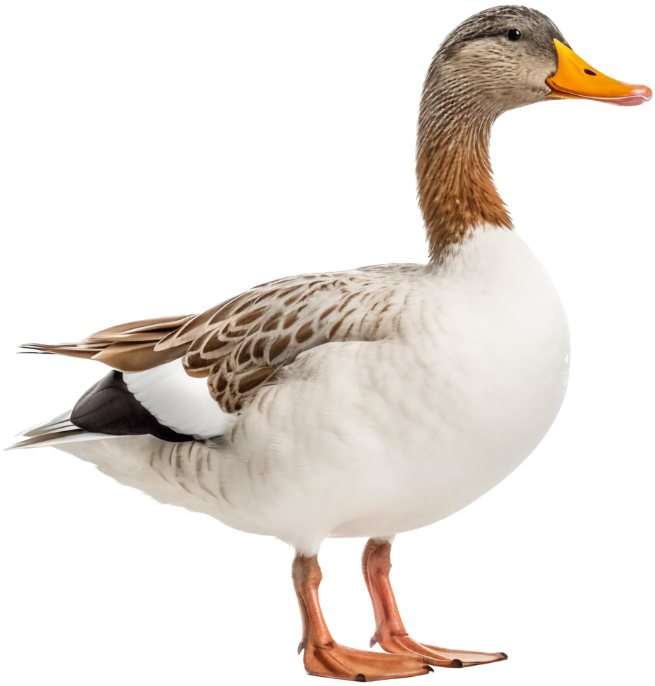 Pato png com ai gerado.