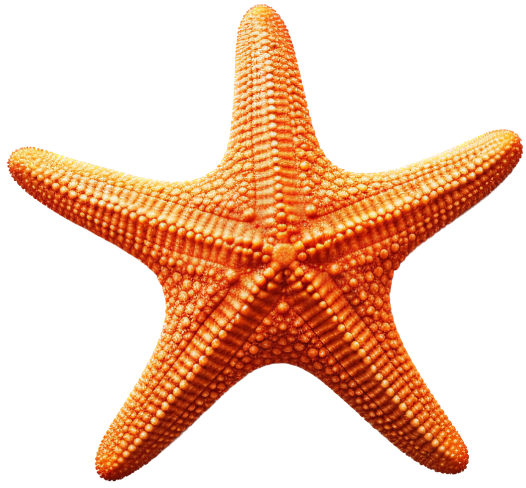 Starfish png with AI generated.