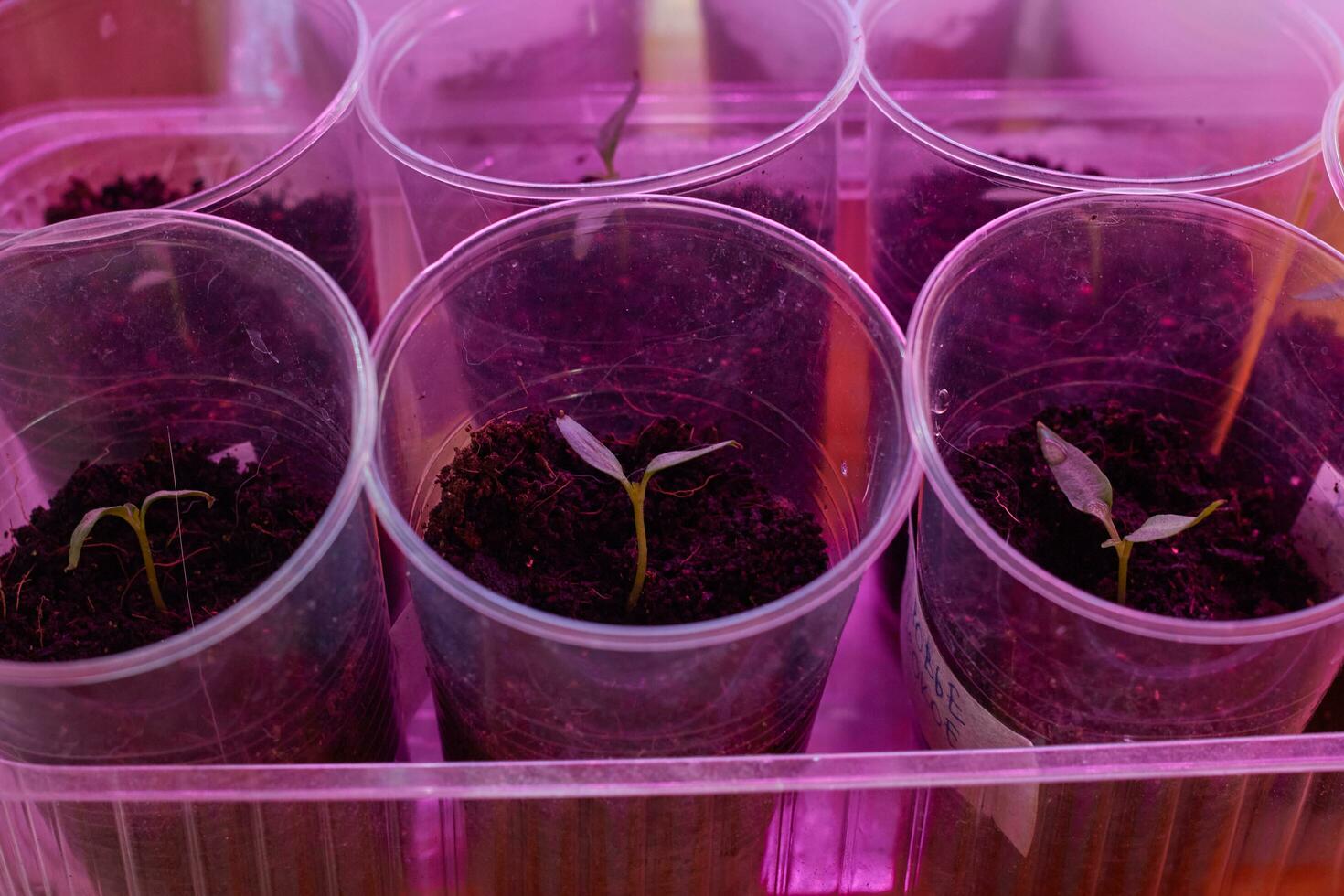 pepper sprouts in plastic cups ultraviolet lamp. photo