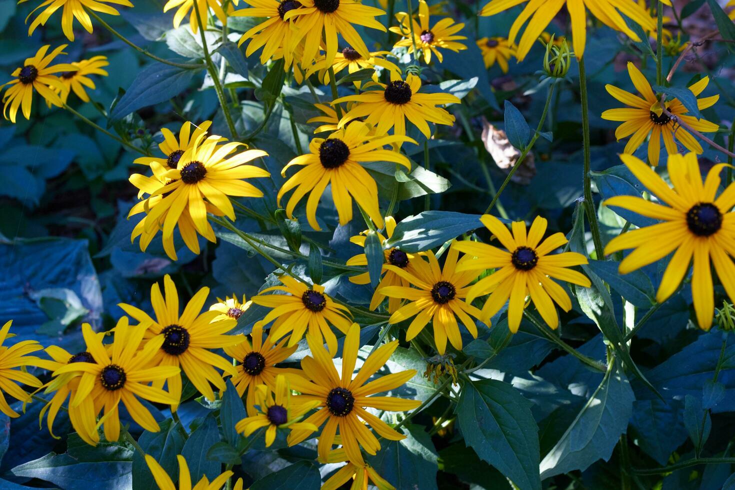 Yellow wild flowers close up. Summer postcard. photo