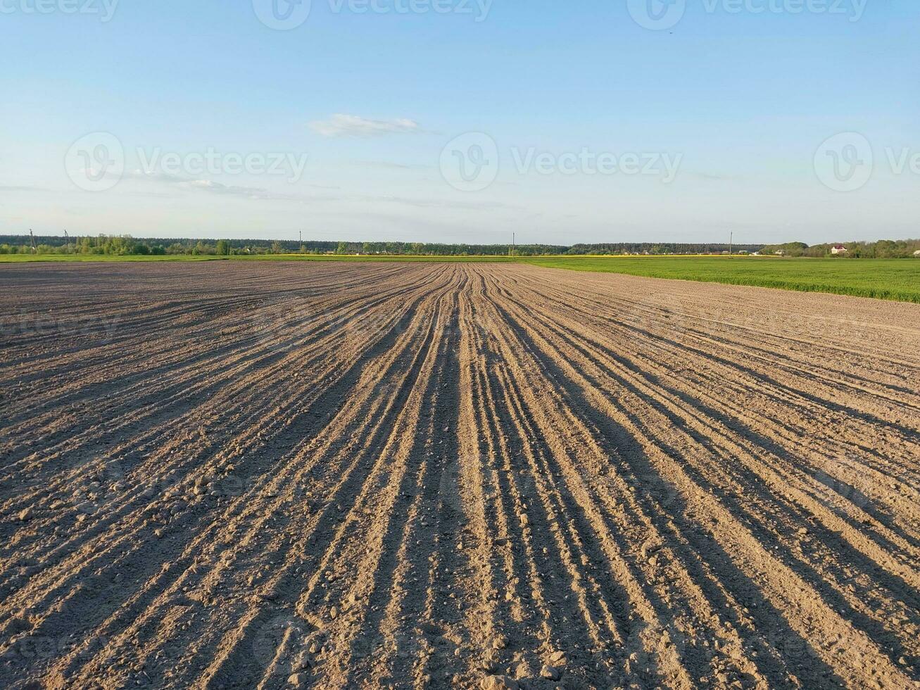 joven césped vegetales crecer en el campo foto