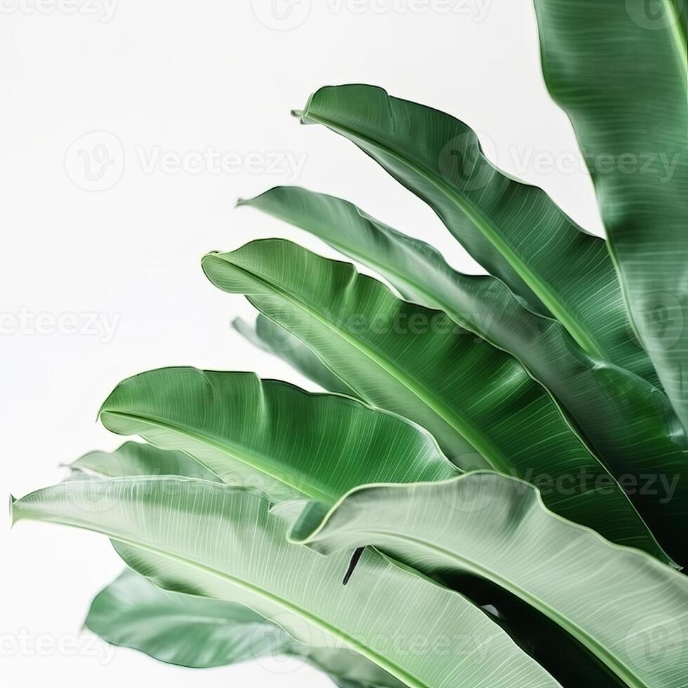 Banana leaves background. Illustration AI Generative photo