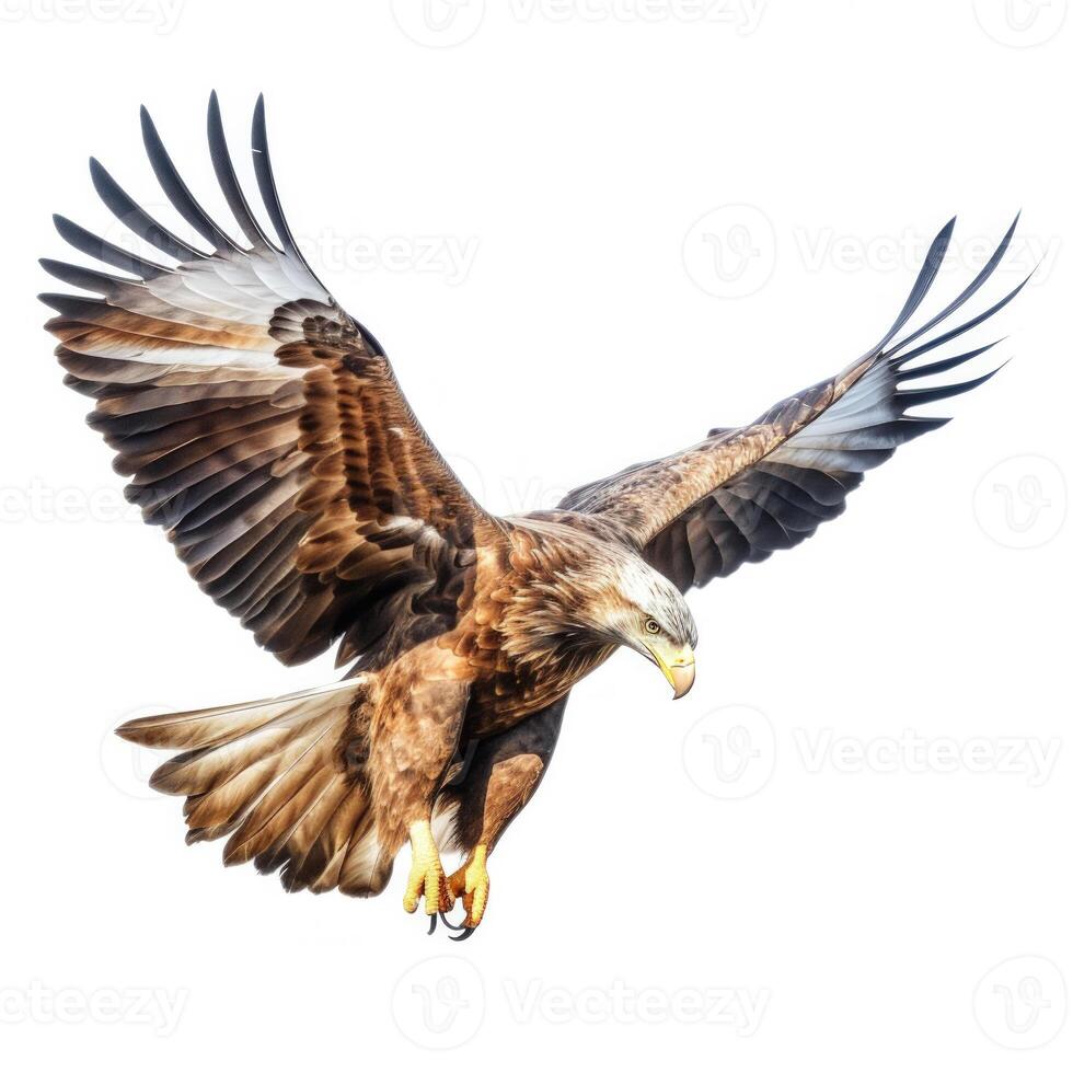 Eagle Bird Isolated. Illustration photo