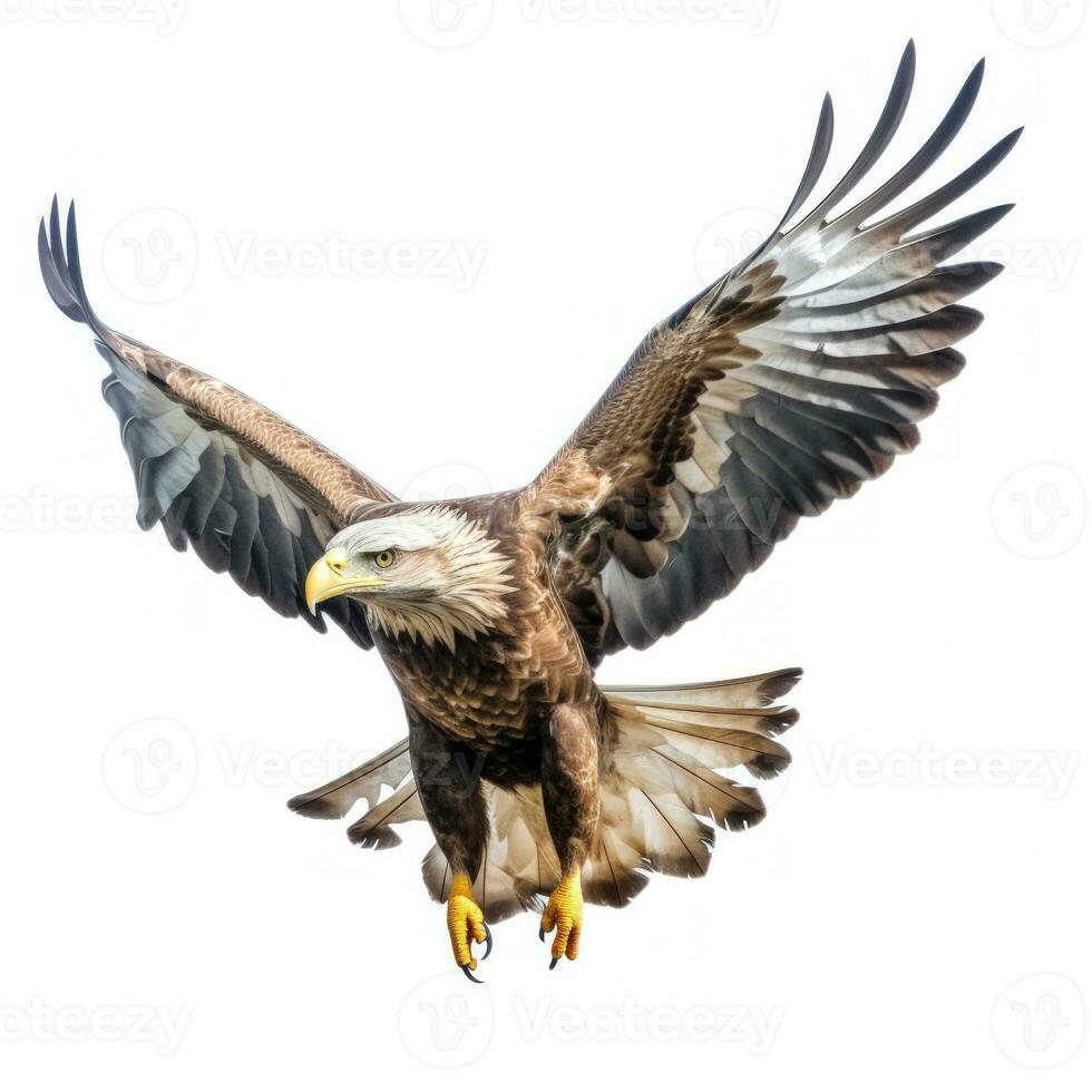 Eagle Bird Isolated. Illustration AI Generative photo