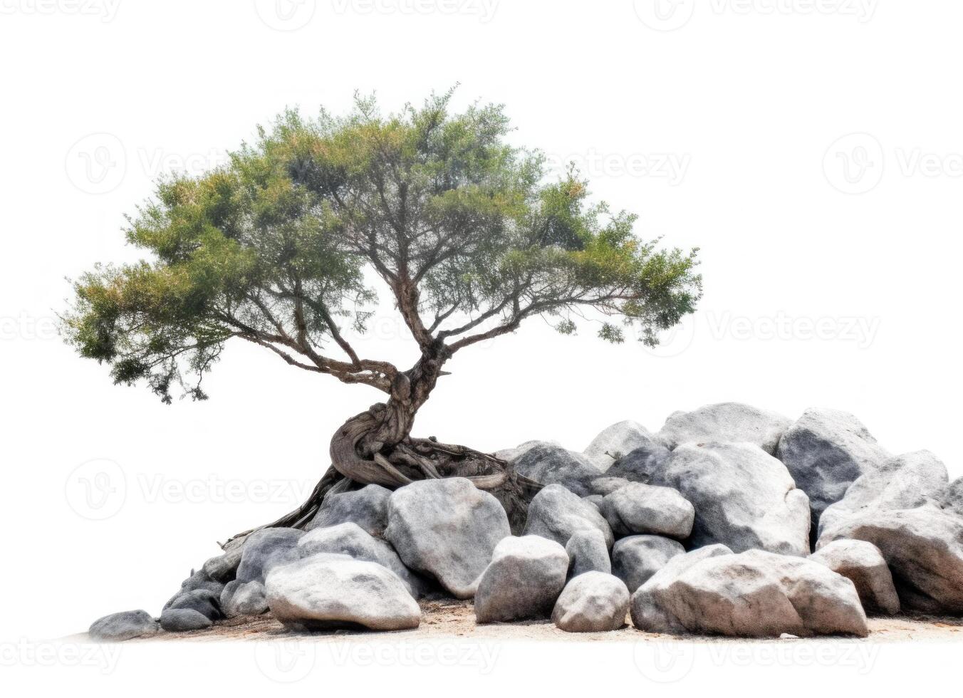 Tree and Rocks Isolated. Illustration photo