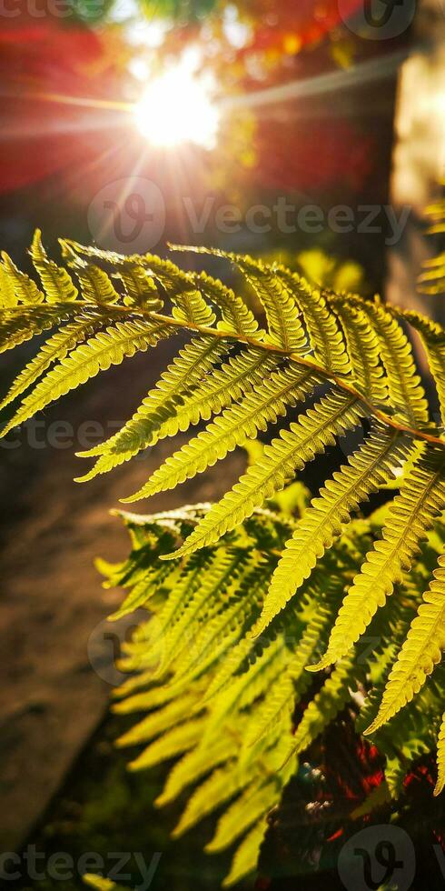 Wild natural green fern leaf in the backlight of the setting sun. tropical tree leaves, wild fern leaves, osmunda regalis, EAR TREES, OR PIICHES, tree fern branch Cyathea medullarisin front of sun photo