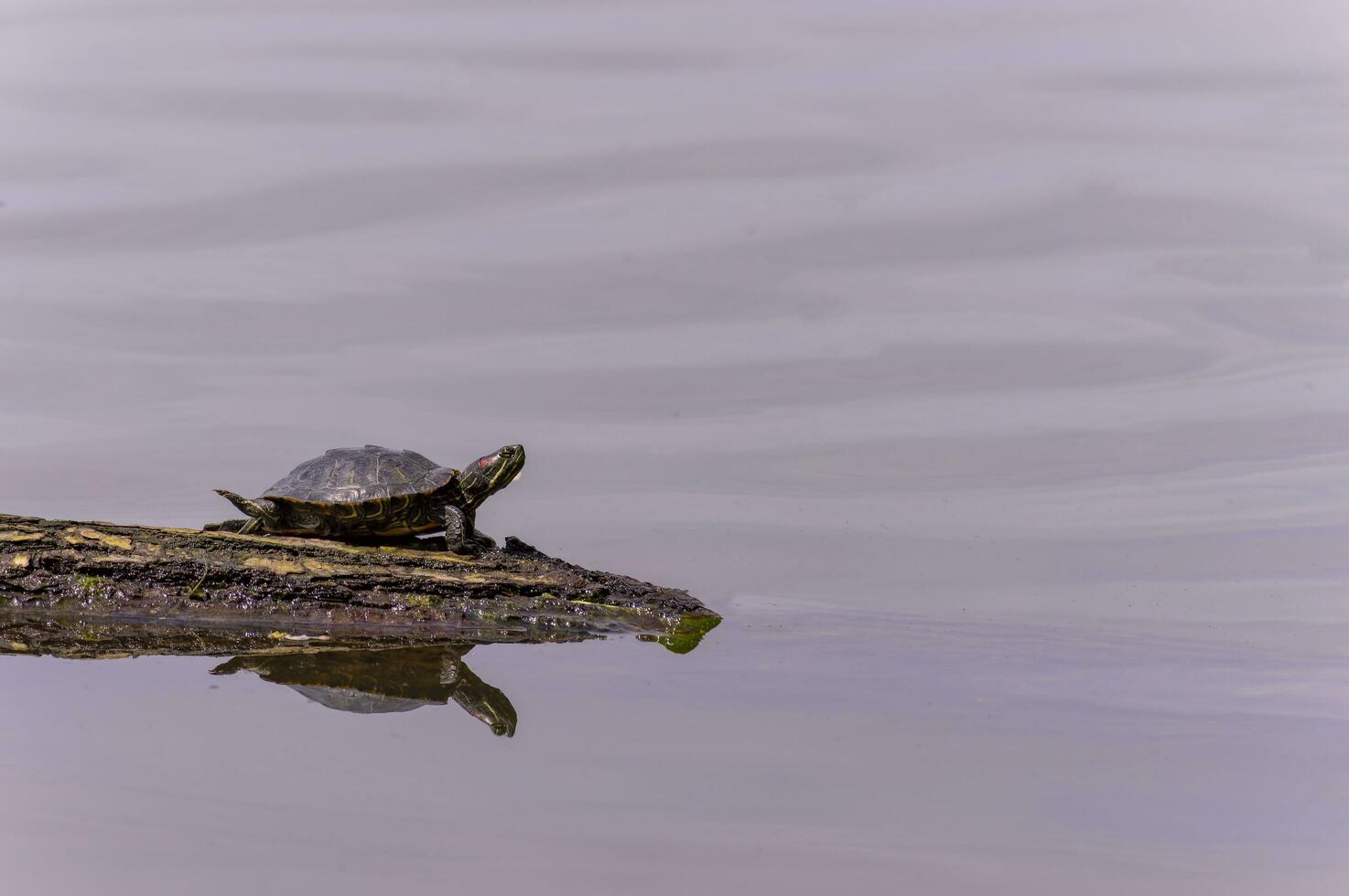 turtle basks in the sun on a log in lake water photo