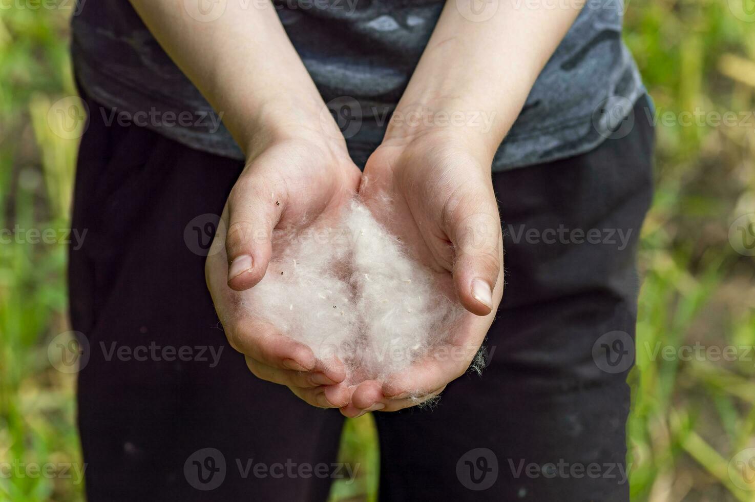 Poplar fluff in the hands of a child. Weightlessness, lightness, allergies. photo