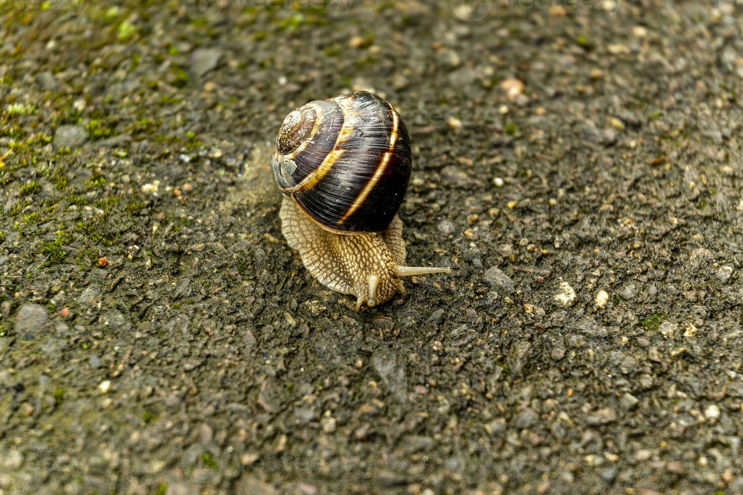 A large snail in a shell crawls on the road, a summer day after the rain photo