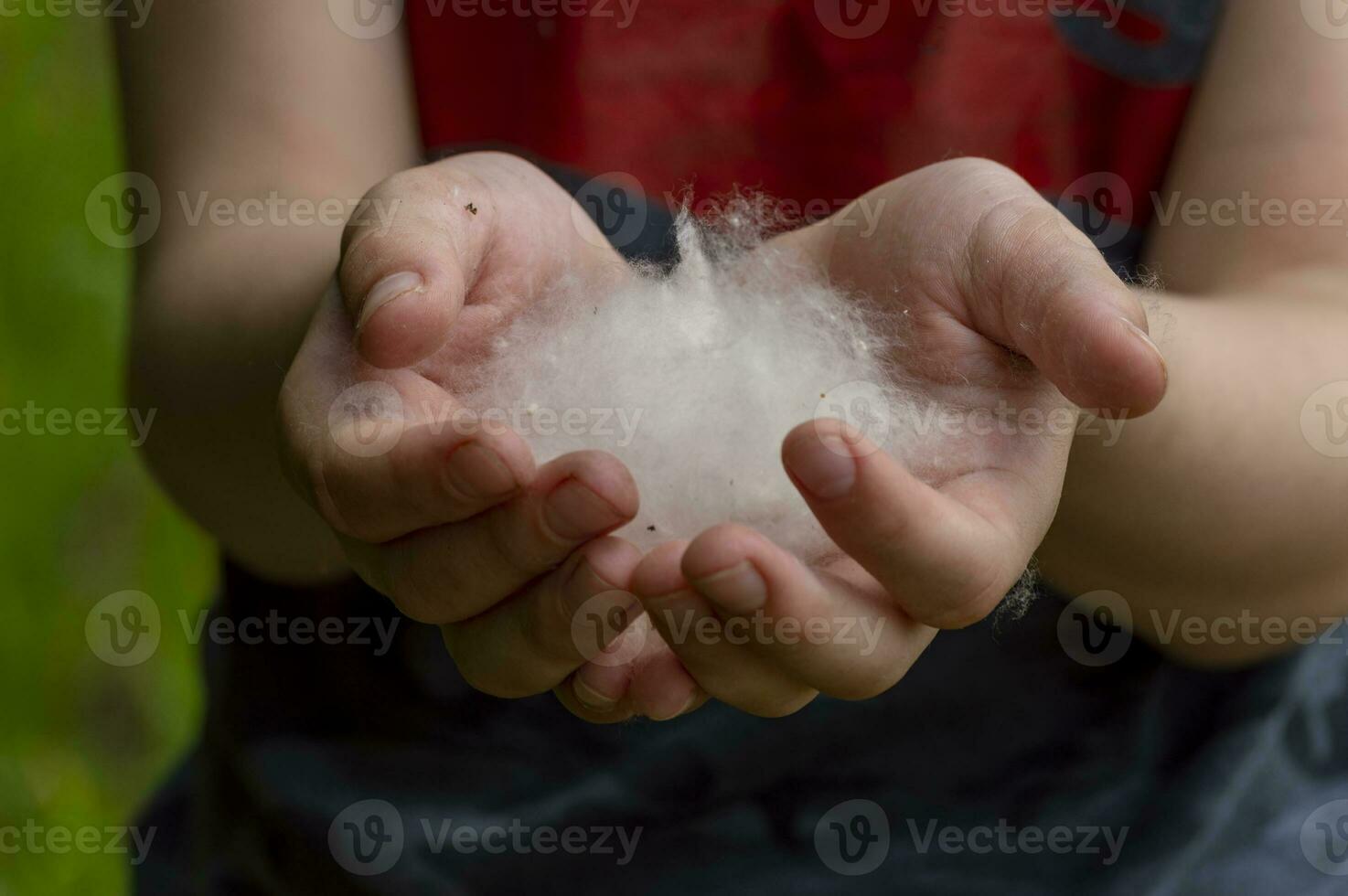 álamo pelusa en el manos de un niño. ingravidez, ligereza, alergias foto