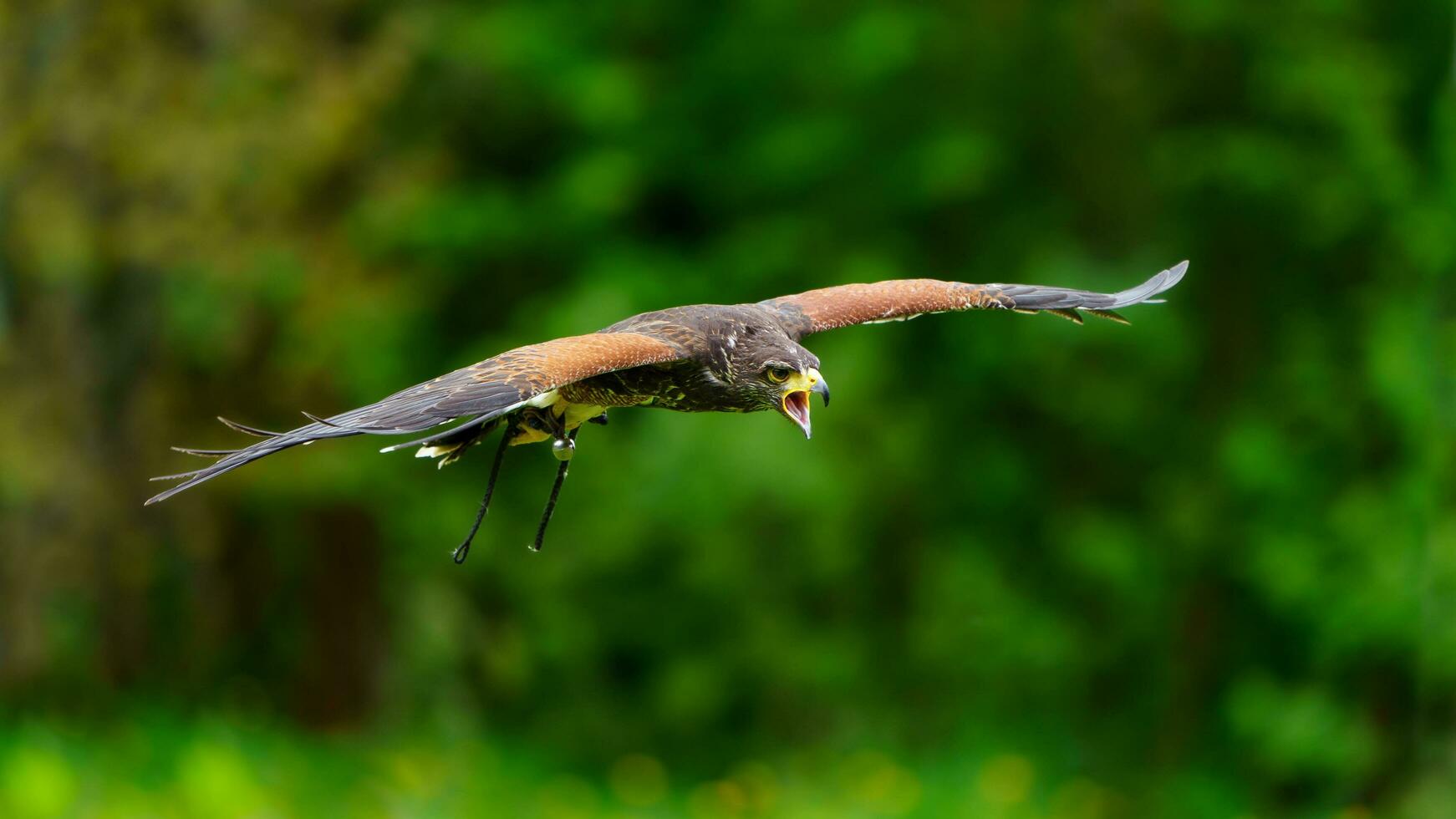 Harriss Hawk flying photo