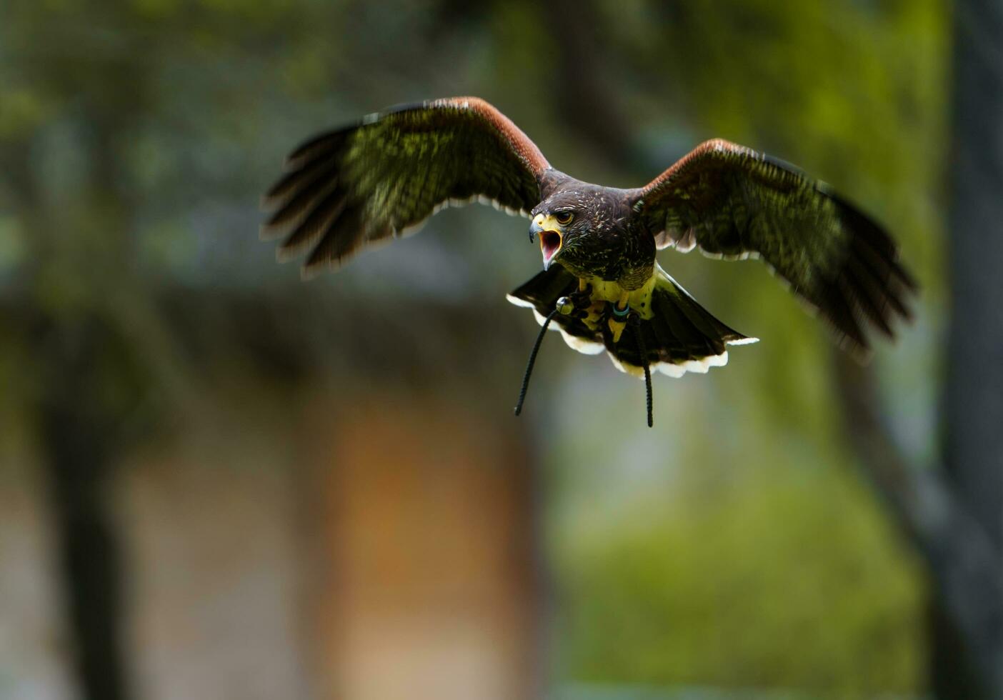 Harriss Hawk flying photo