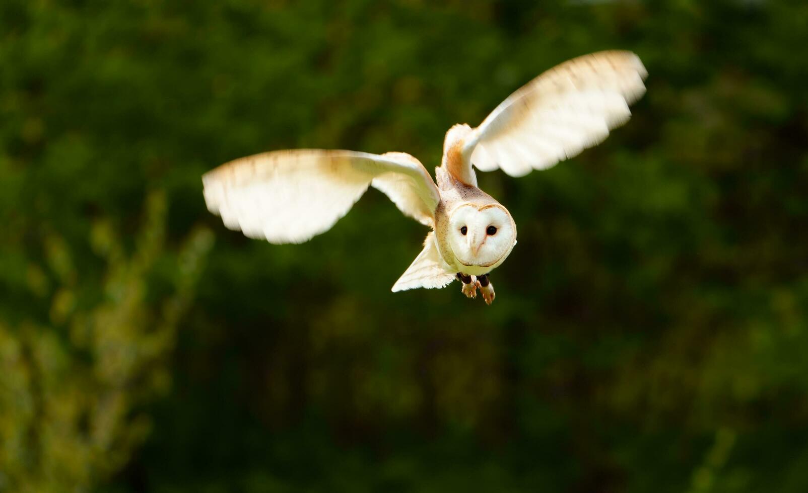 granero búho volador en zoo foto