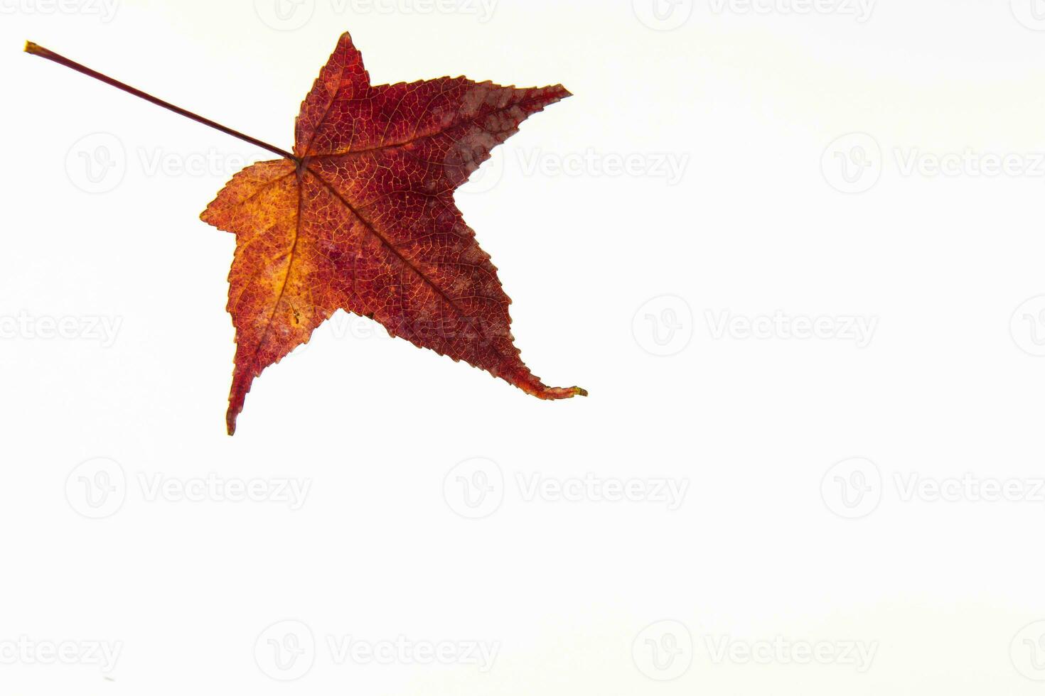 otoño de colores liquidámbar estiraciflua hoja aislado en blanco antecedentes. otoño concepto. foto