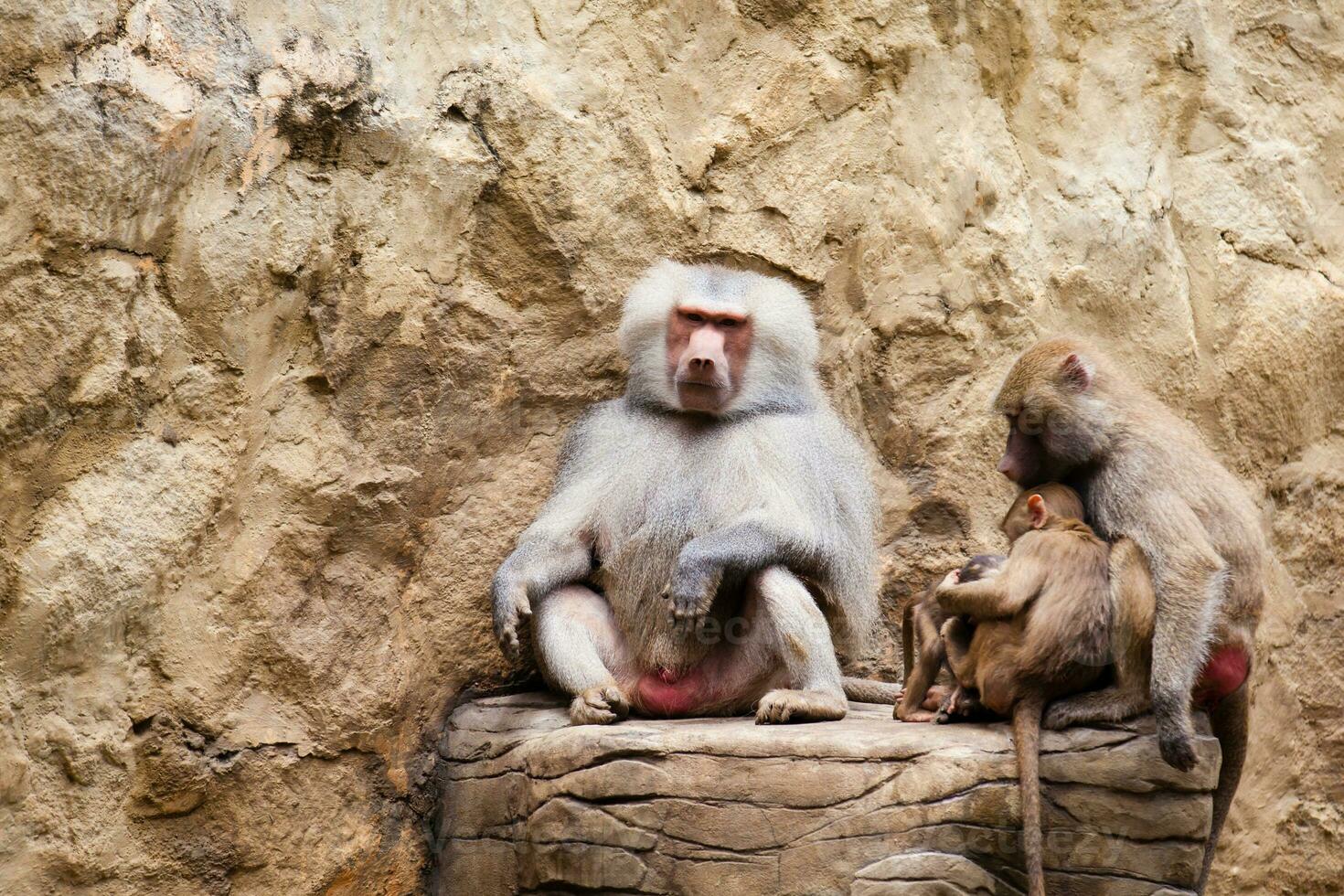 Baboons family in captivity. hamadryas baboon photo