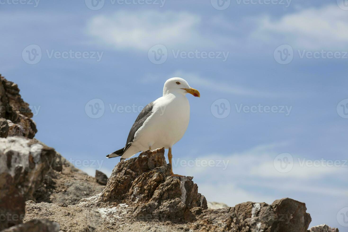 Seagull at Bay of the Angels -  Baja California photo