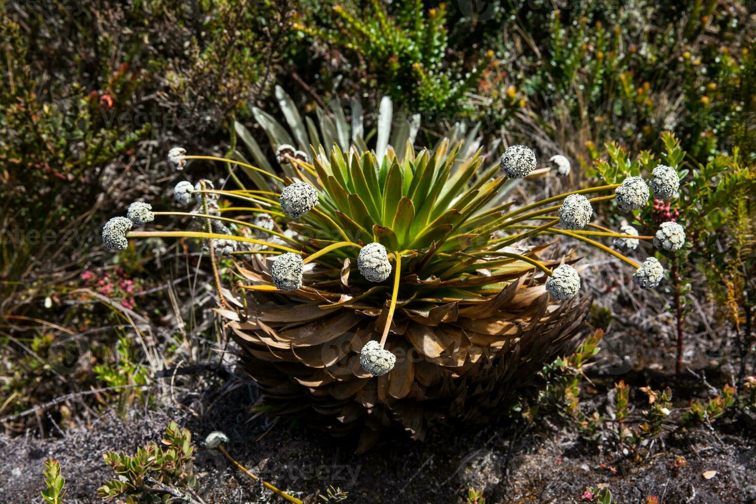 Frailejones and typical vegetation of the paramo areas in Colombia photo