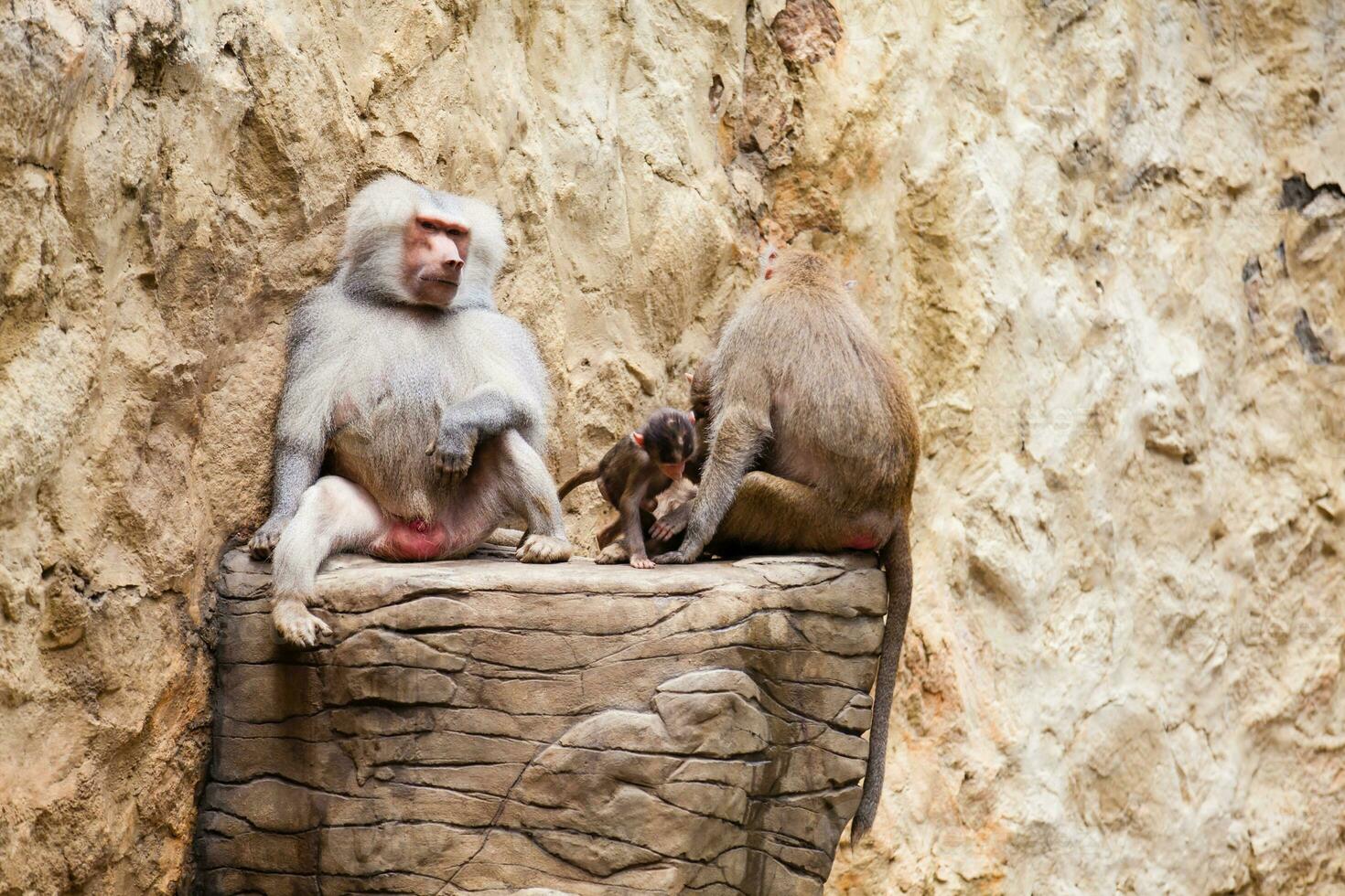 babuinos familia en cautiverio. hamadryas babuino foto