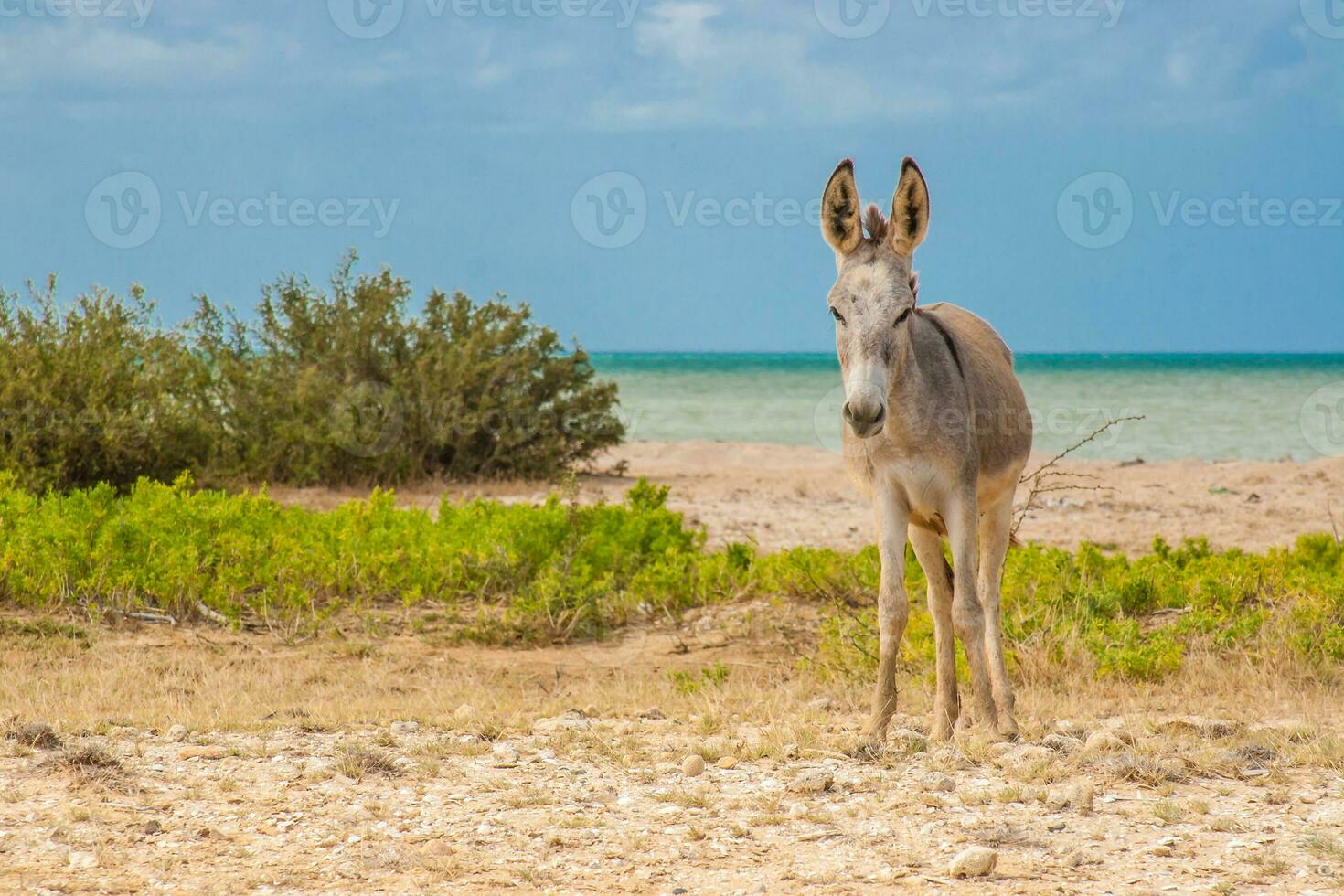 Donkey beside the beach at Cabo de la Vela in La Guajira in Colombia photo