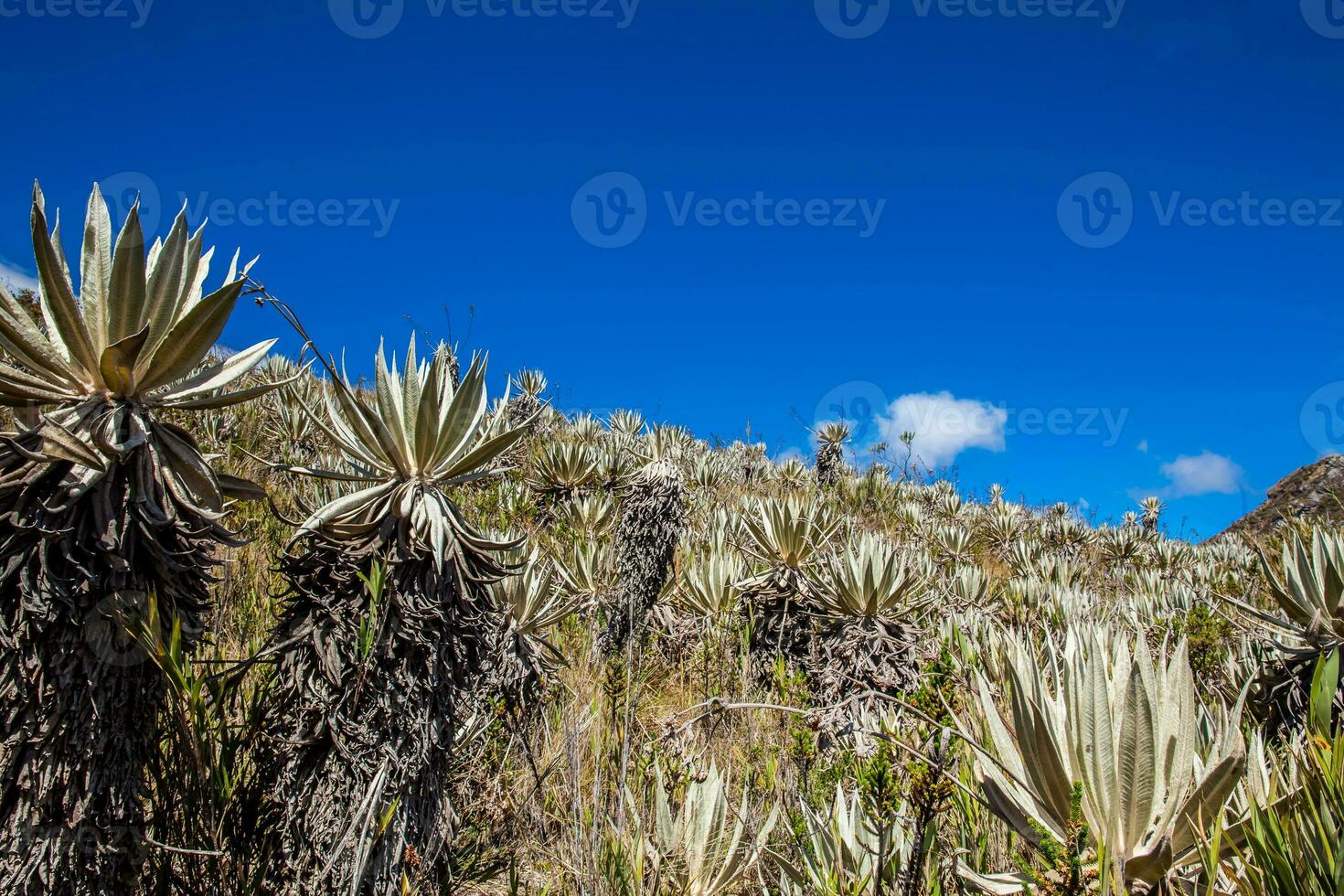 frailejones y típico vegetación de el páramo areas en Colombia foto