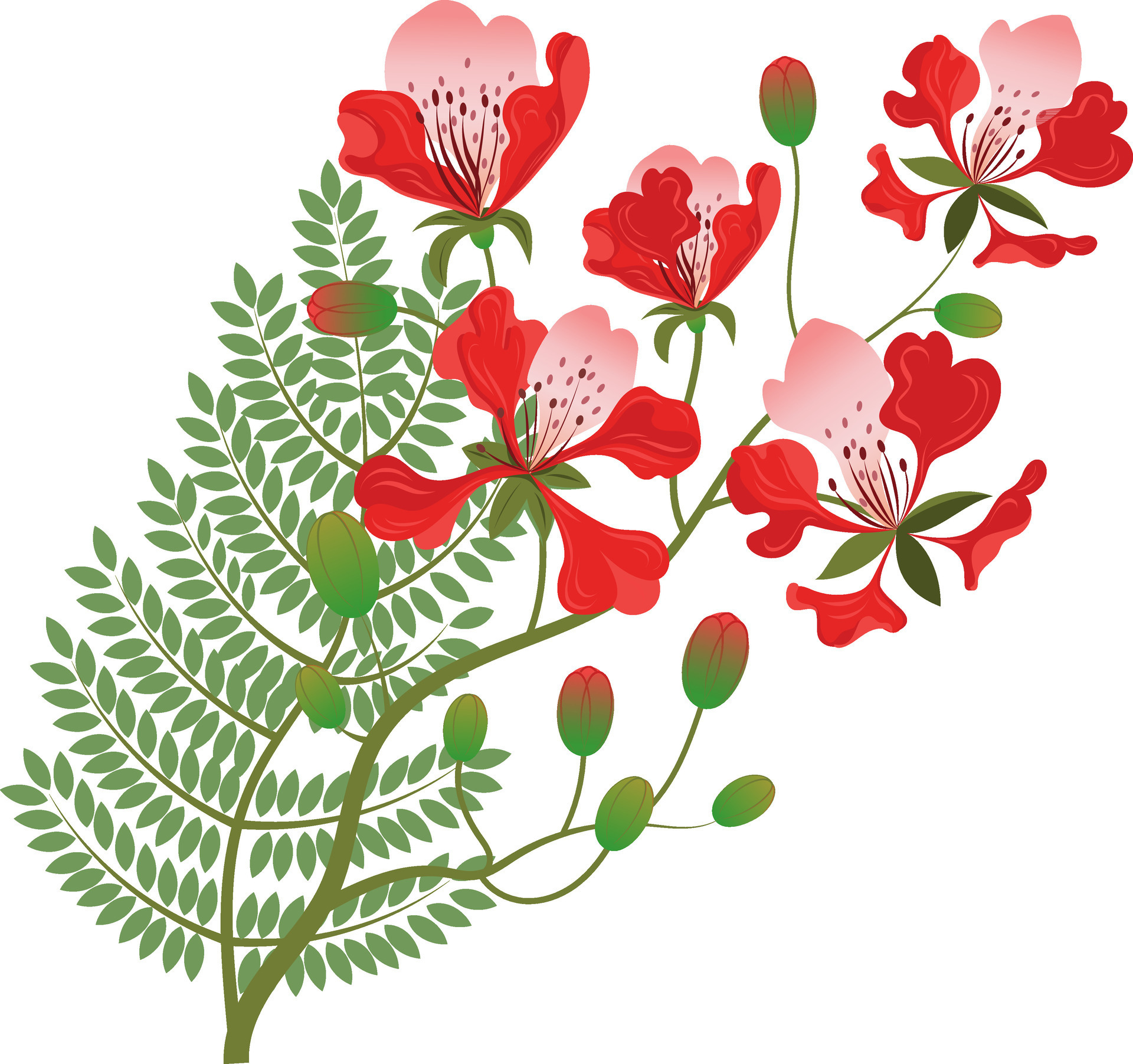 Flamboyant Flower Drawing