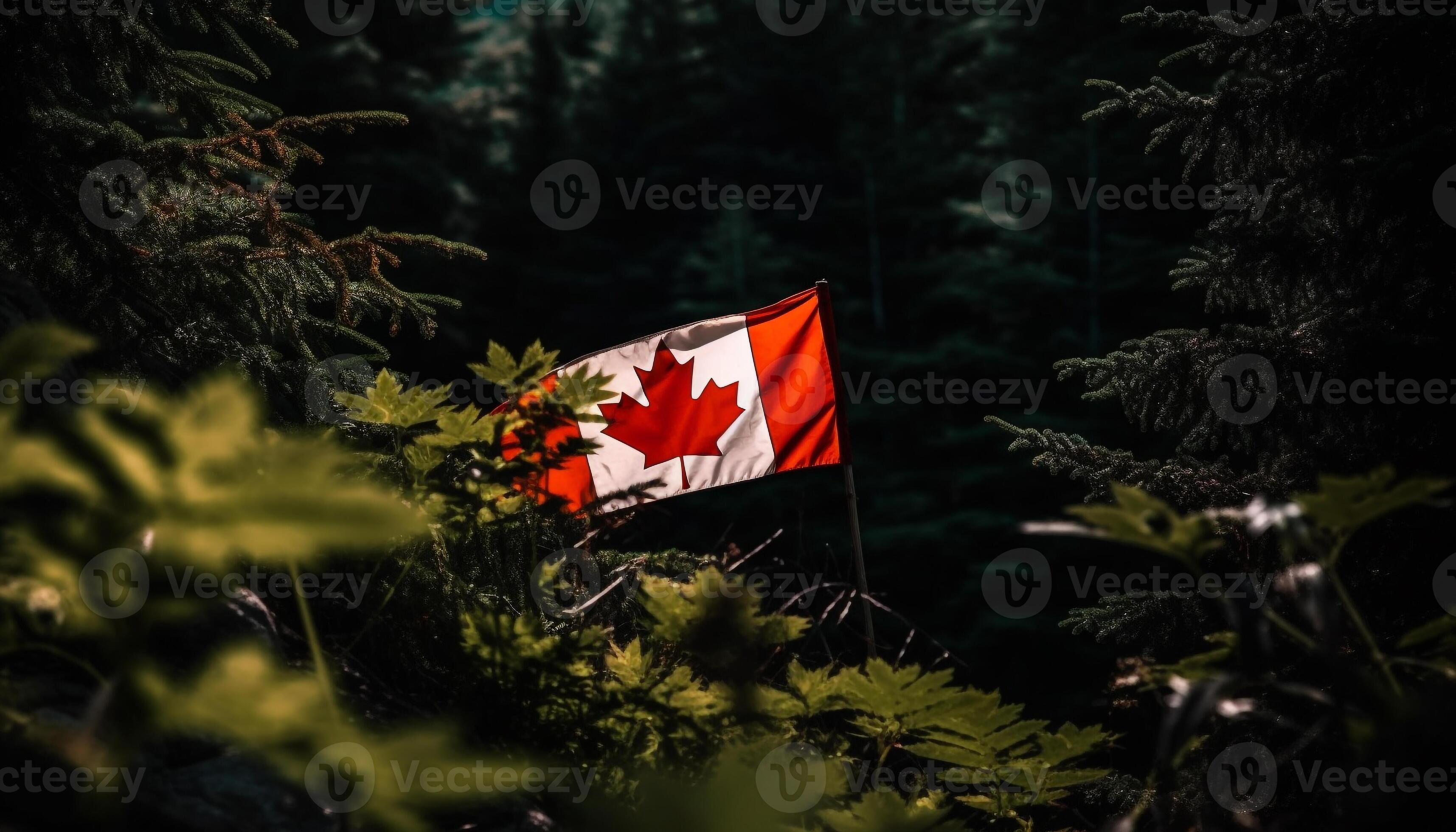 Majestic maple tree symbolizes Canadian patriotism and freedom