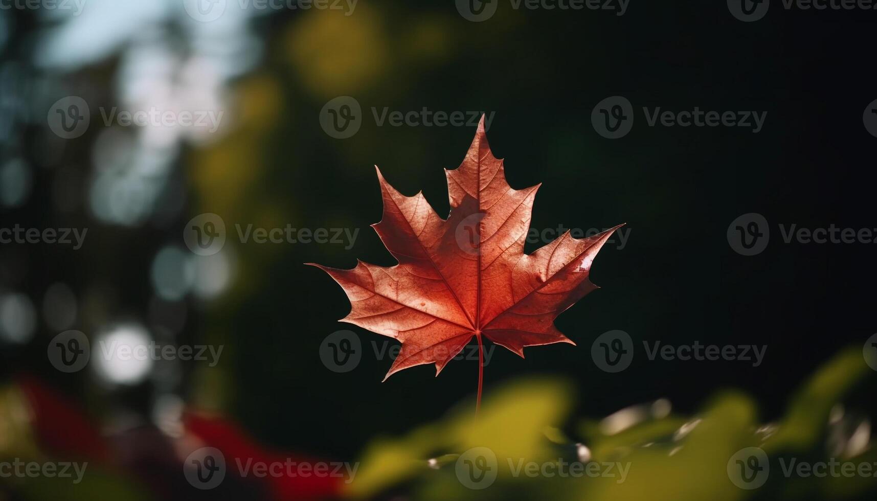 Vibrant autumn colors on Japanese maple tree photo