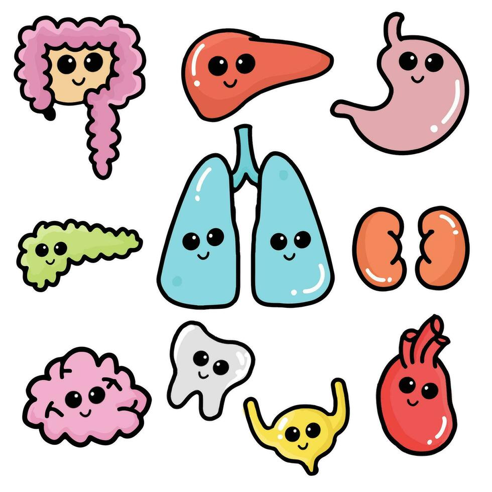 Organ System Drawing Cartoon Images. vector