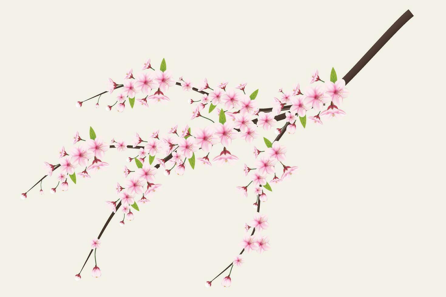 Realistic cherry blossom and  cherry flowers and petals illustration,cherry blossom vector. pink sakura flower background. cherry blossom flower blooming vector