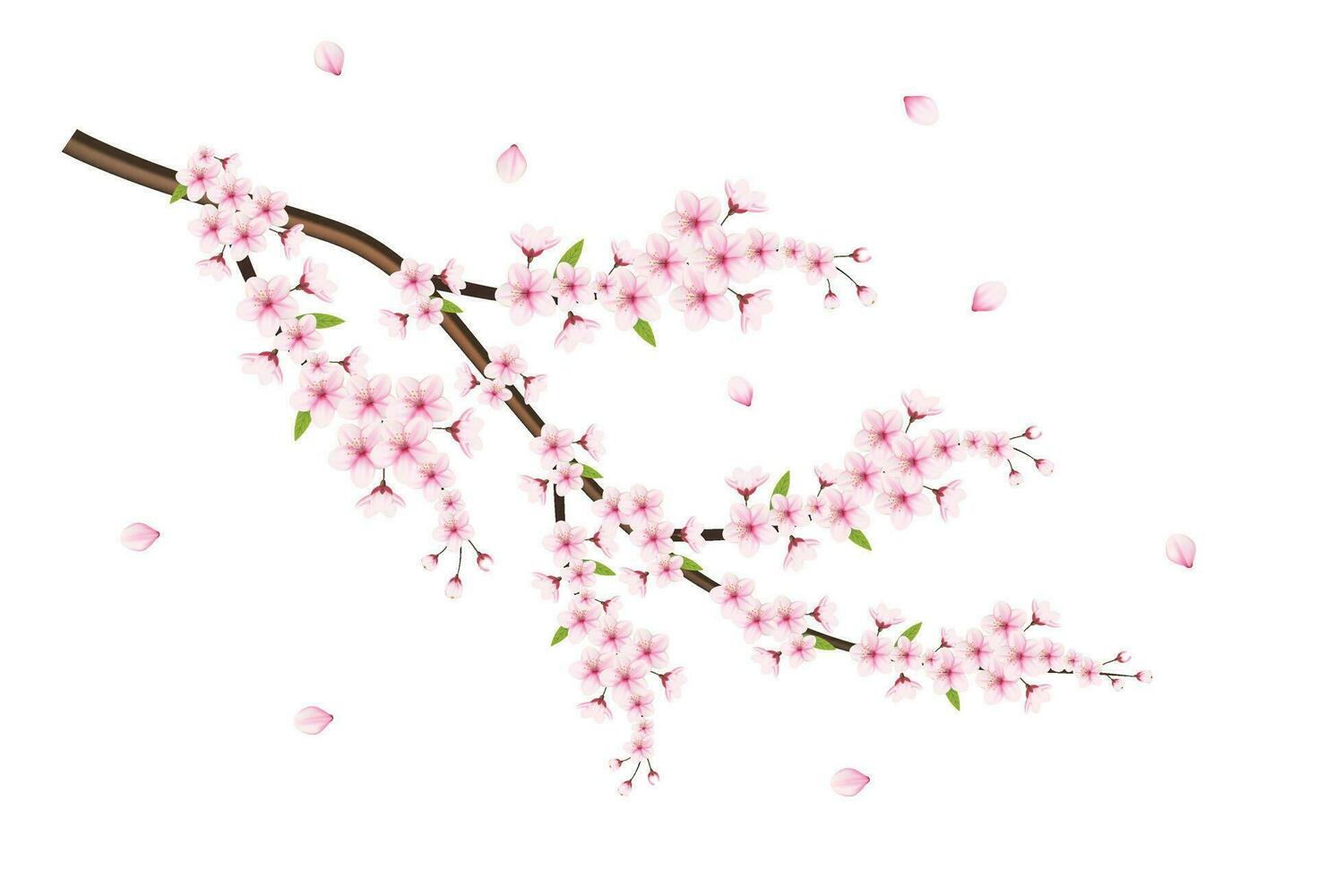 Realistic cherry blossom and  cherry flowers and petals illustration,cherry blossom vector. pink sakura flower background. cherry blossom flower blooming vector