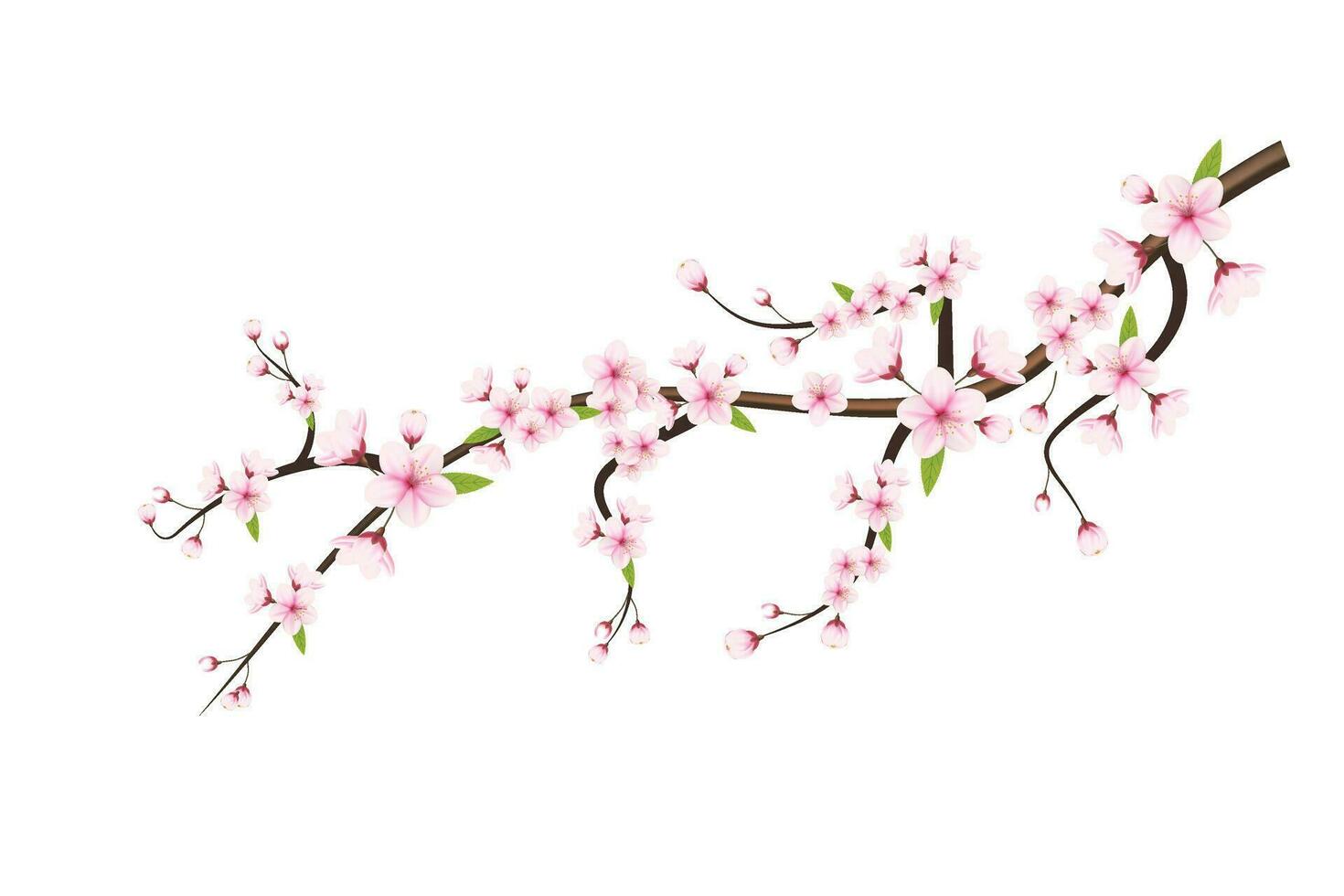 Realistic cherry blossom and  cherry flowers and petals illustration,cherry blossom vector. pink sakura flower background. cherry blossom flower blooming vector