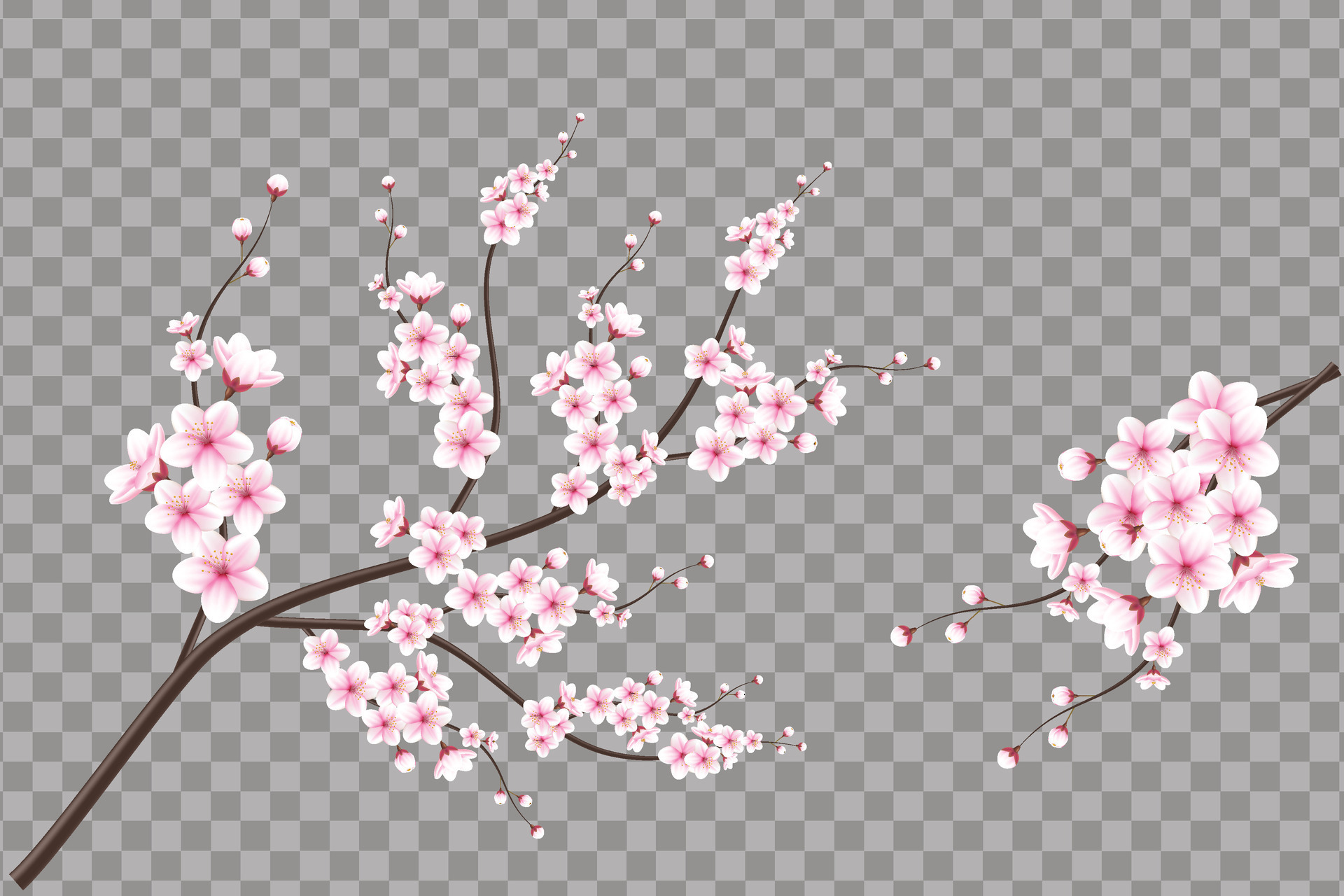 Realistic cherry blossom and cherry flowers and petals illustration
