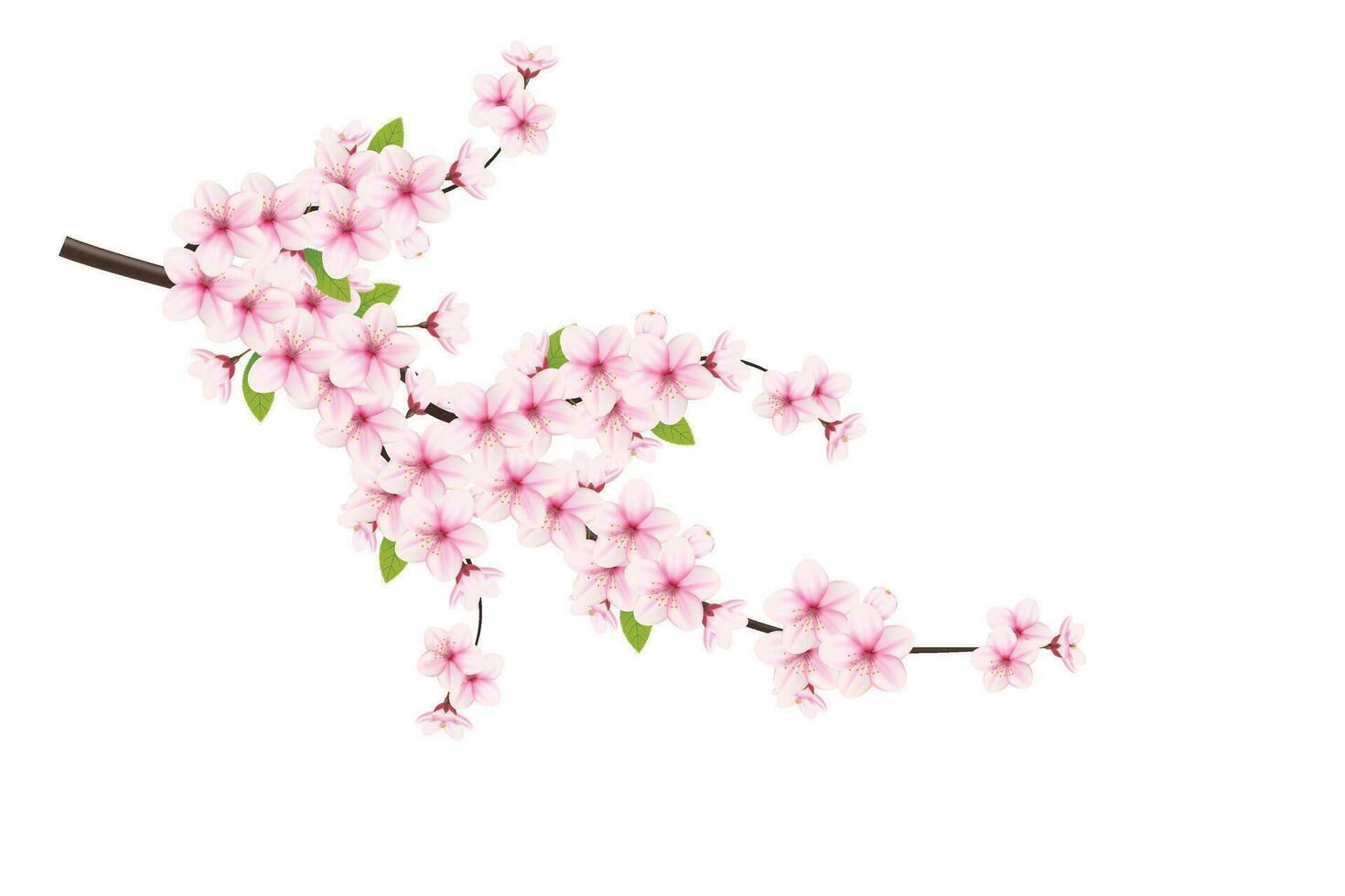 Realistic cherry blossom and  cherry flowers and petals illustration,cherry blossom vector. pink sakura flower background. cherry blossom flower blooming vector