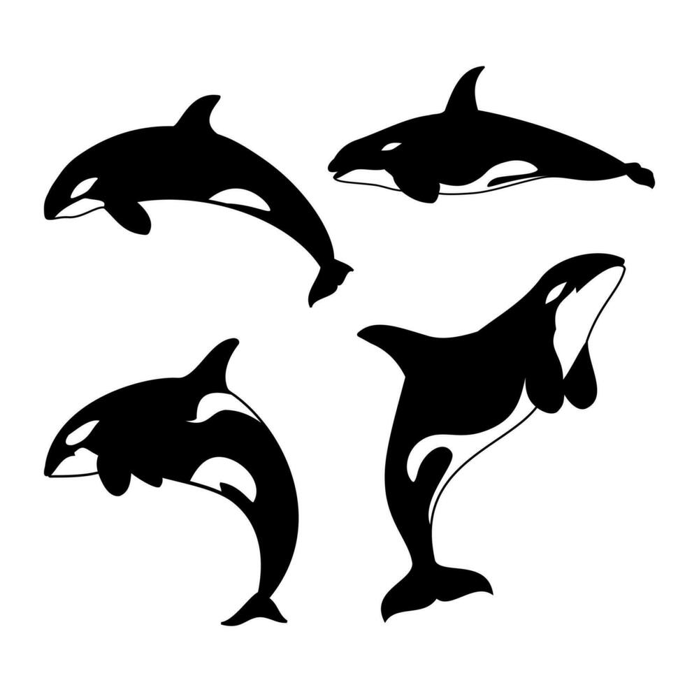 Orca vector illustration. Killer whale silhouette.