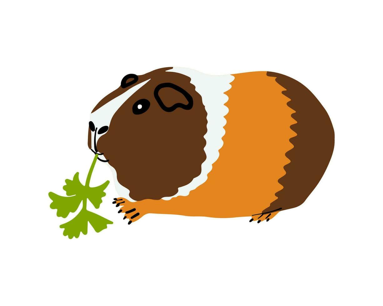 Guinea pig eating celery leaf. Vector illustration of a pet eating food.