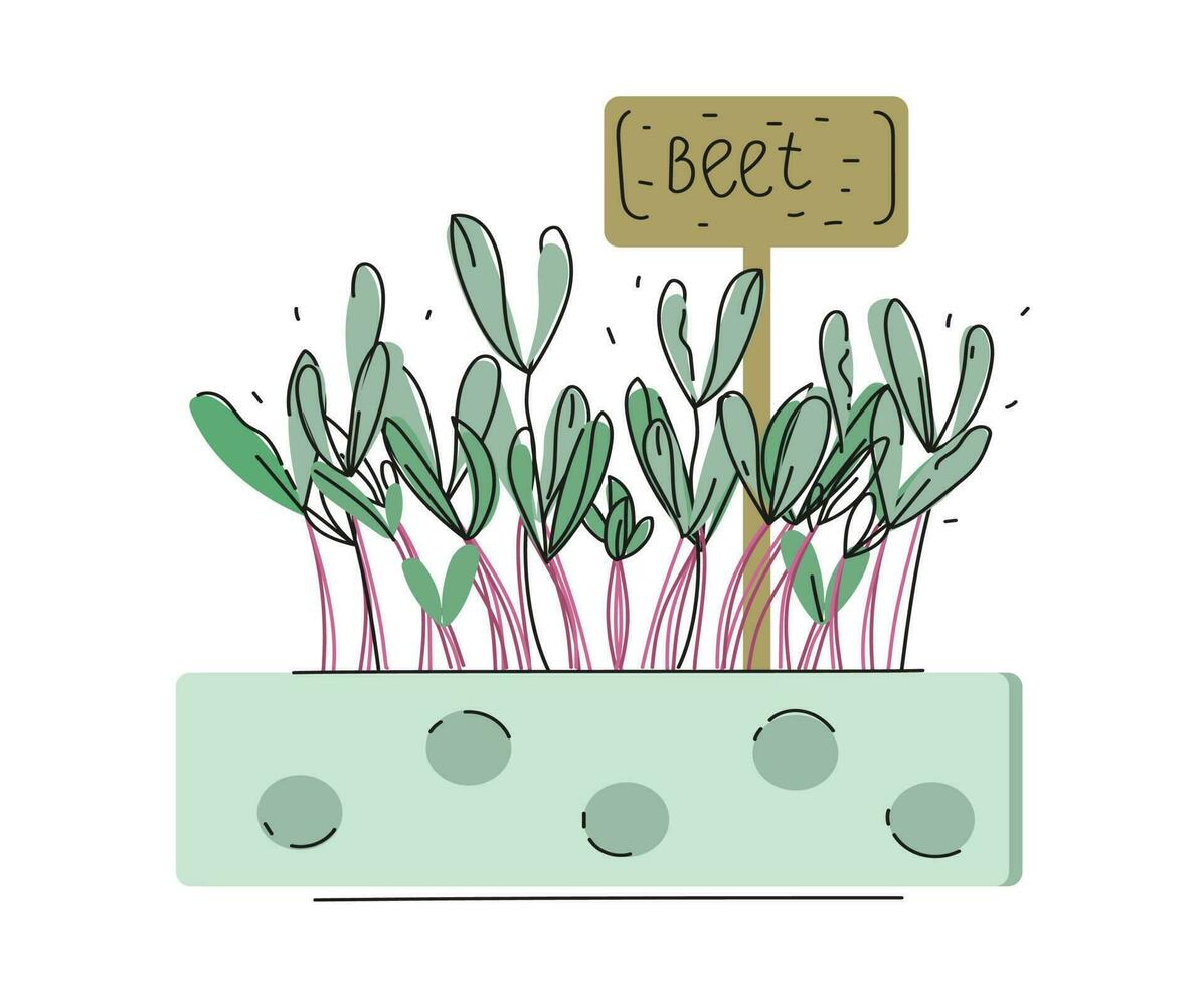 remolacha microgreens caja garabatear vector ilustración