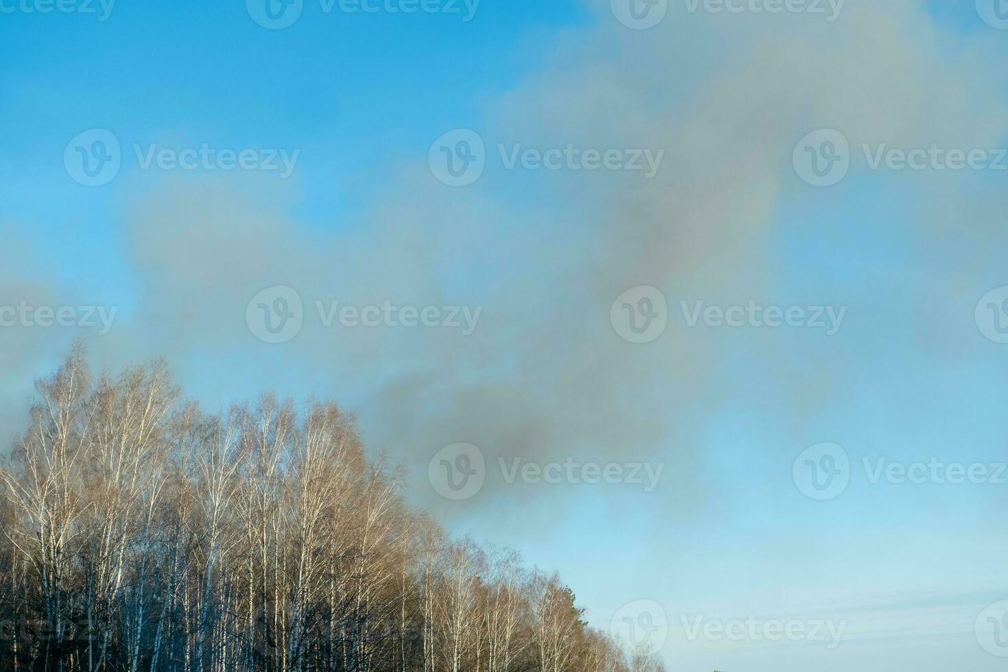 black smoke from the forest, view of the sky and treetops. Forest fires from drought and wind photo