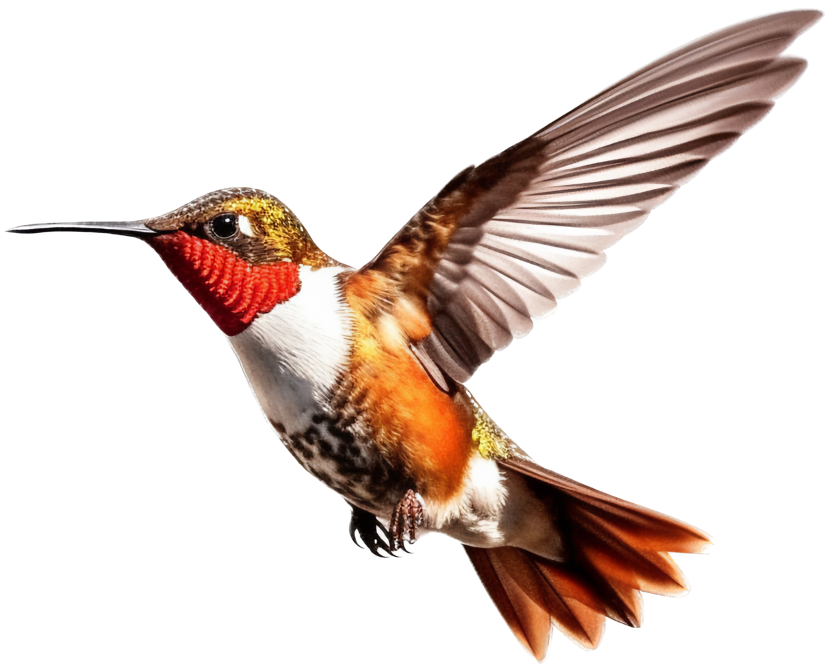 colibrì png con ai generato.