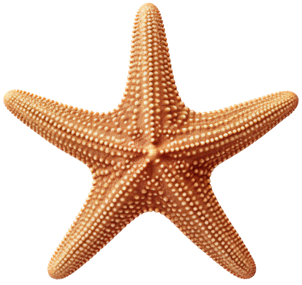 Starfish png with AI generated.