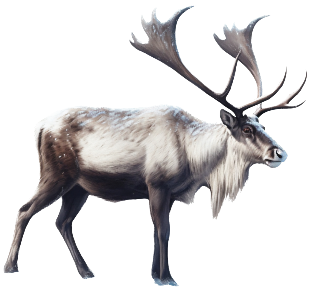 Reindeer with . png