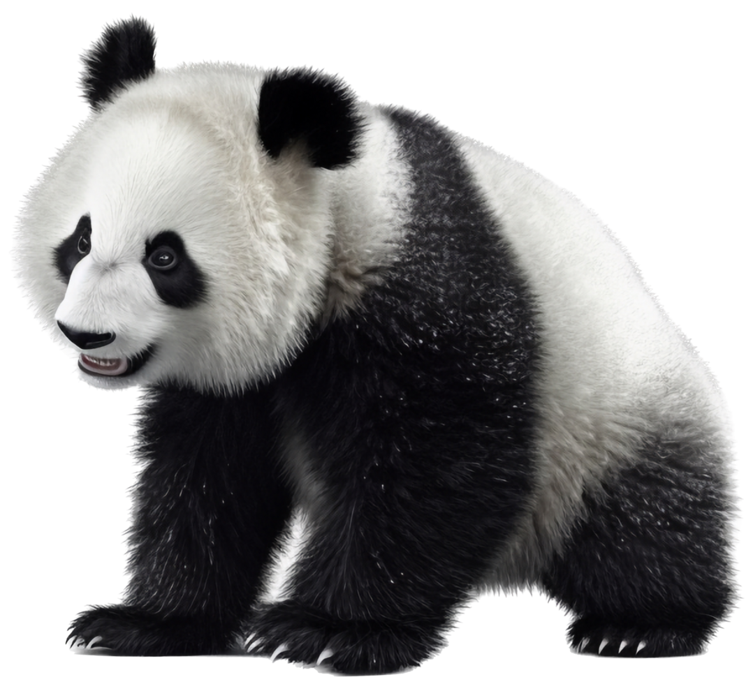 Panda with . png