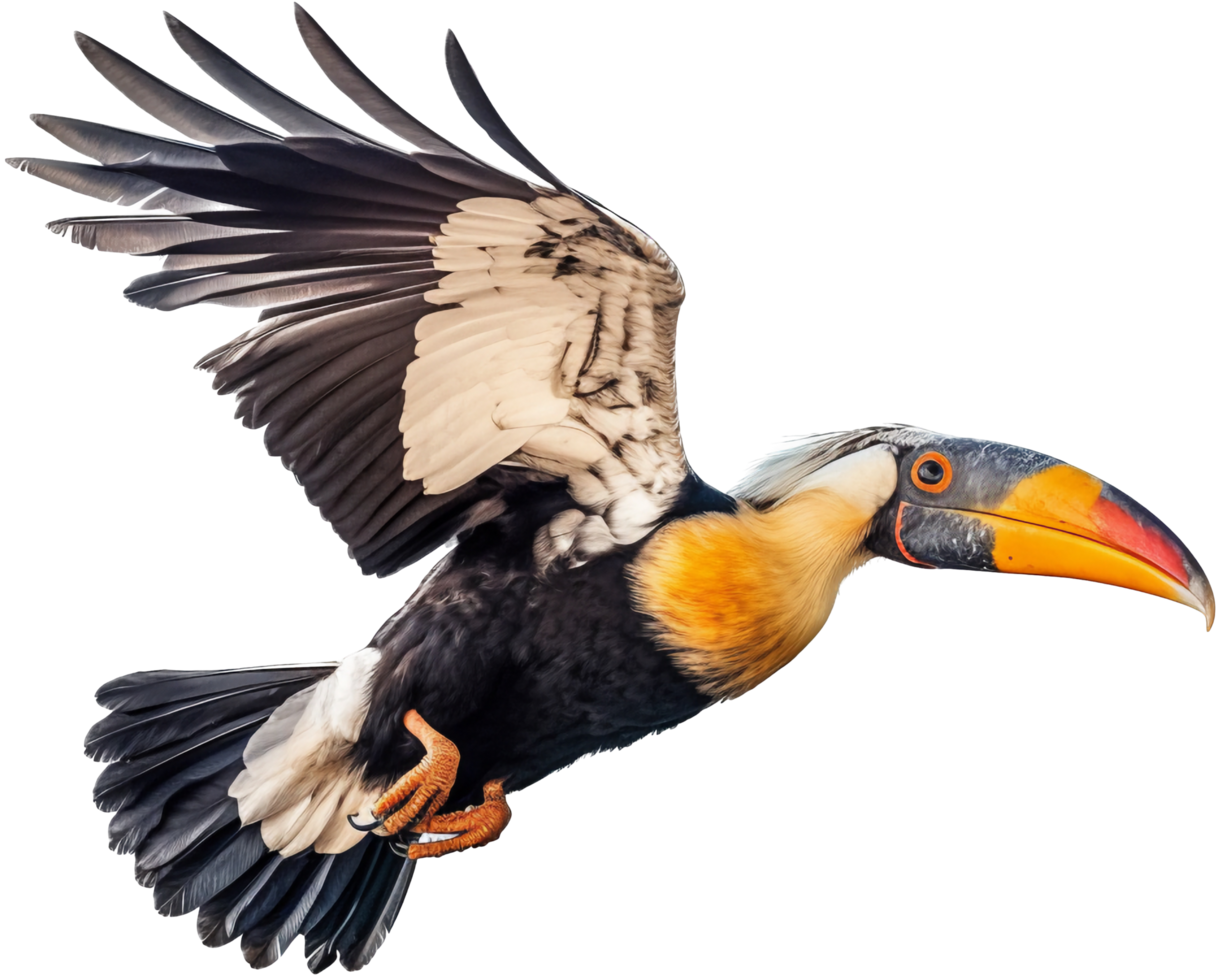 Hornbill png with AI generated.