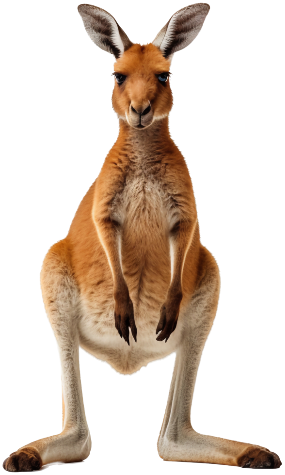 Kangaroo with . png