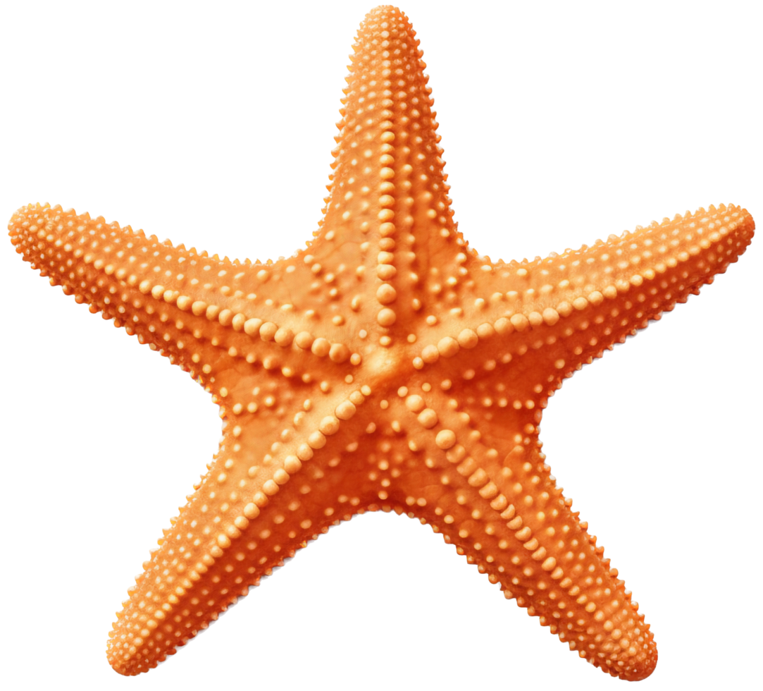 estrella de mar png con ai generado.