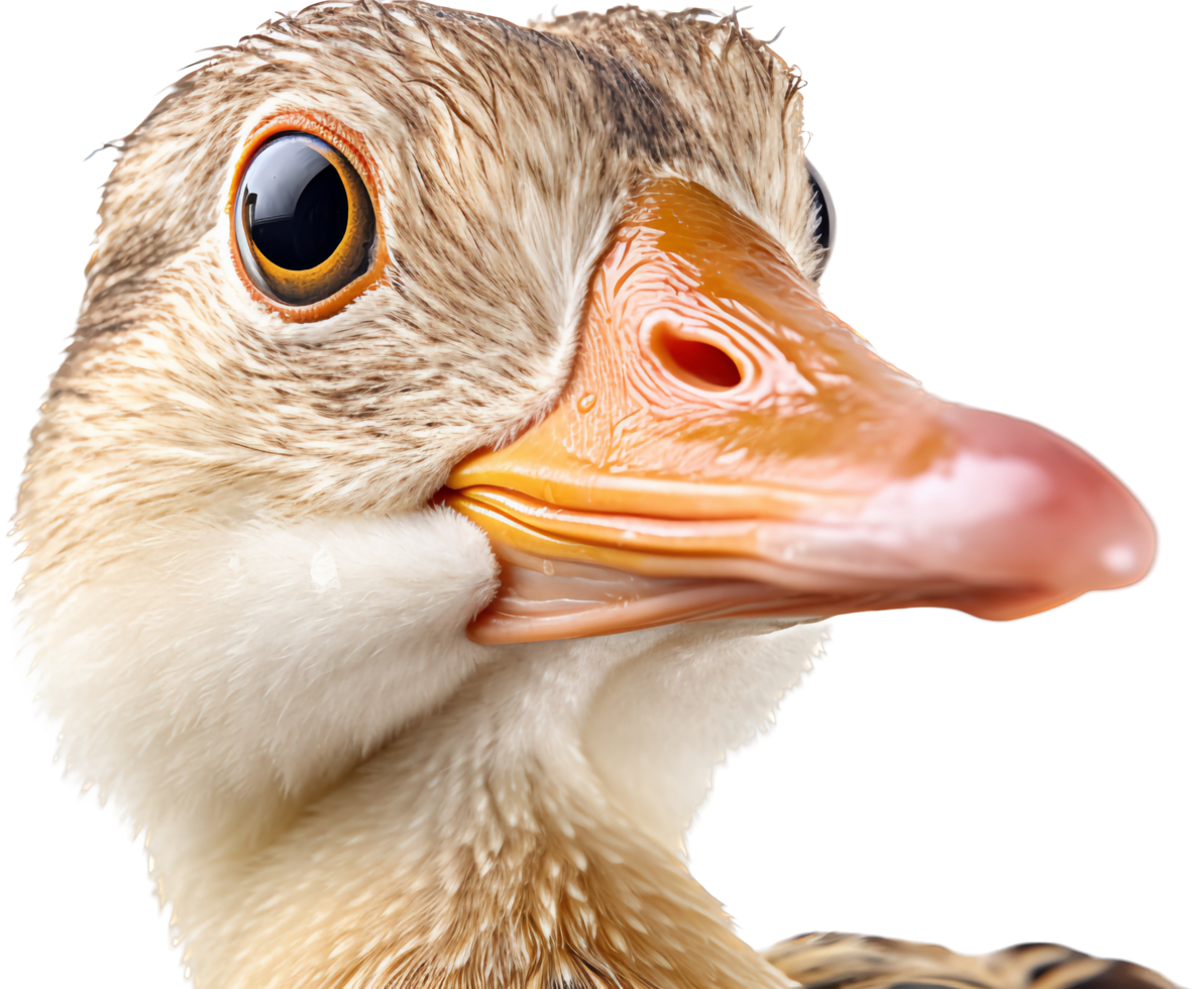 Duck with . png