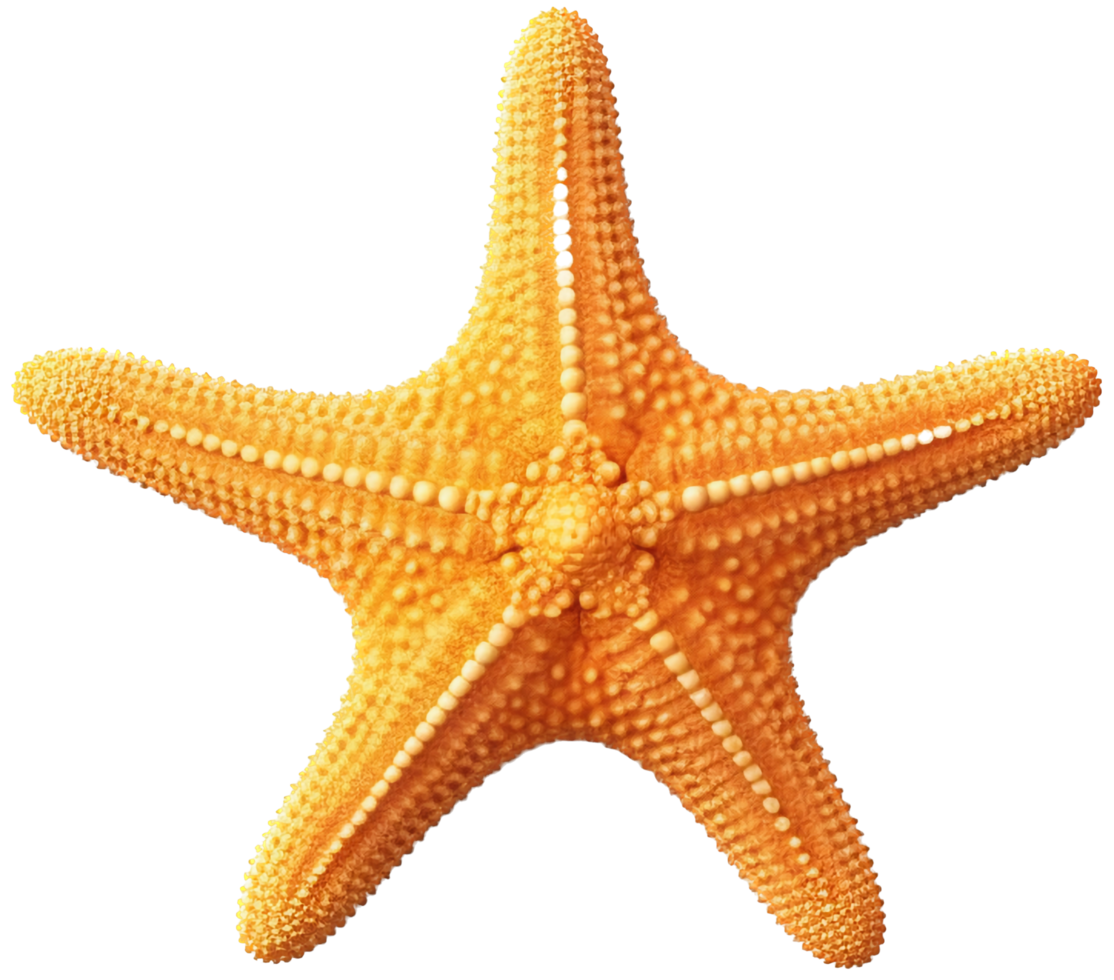 Starfish png with AI generated.