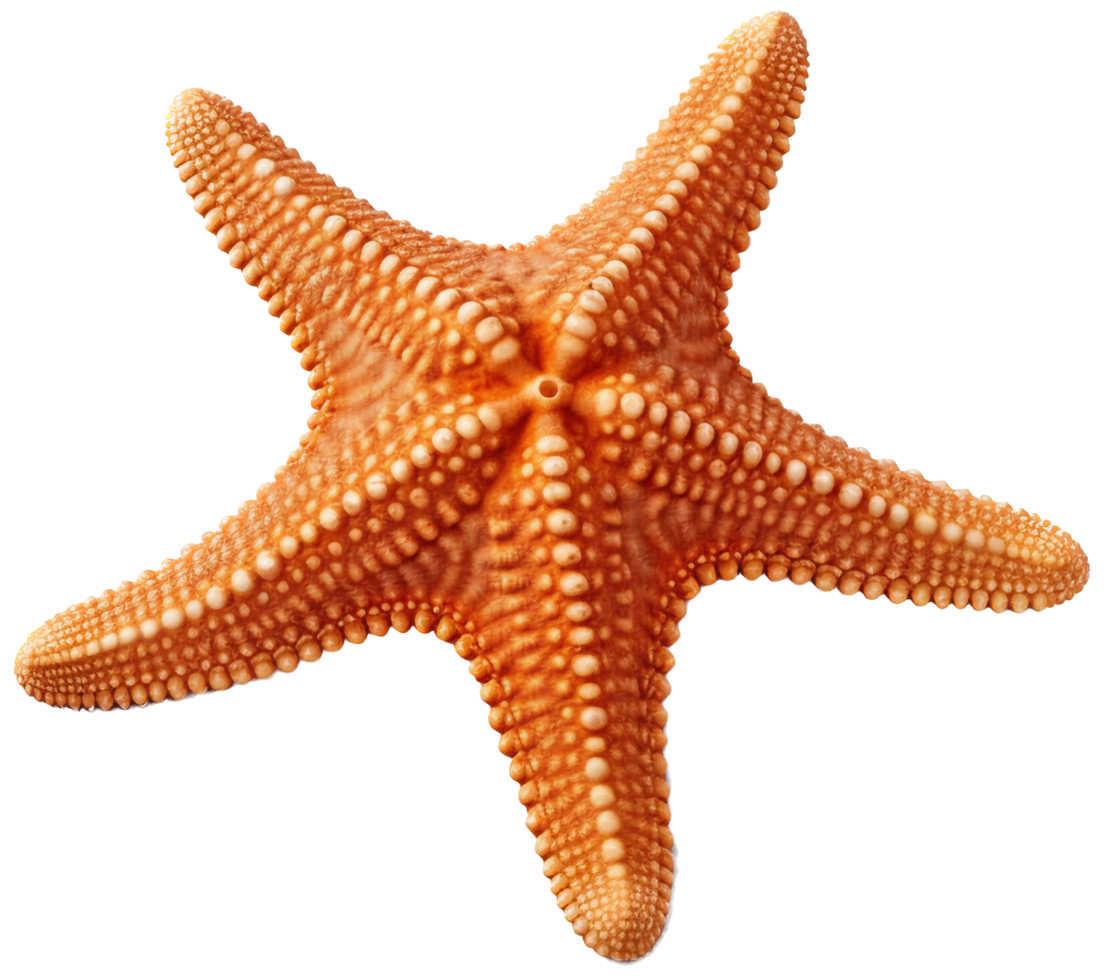Starfish png with AI generated.