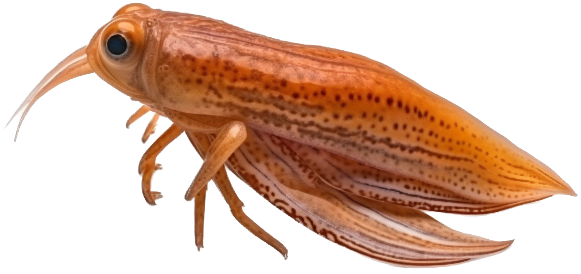 Squid with . png